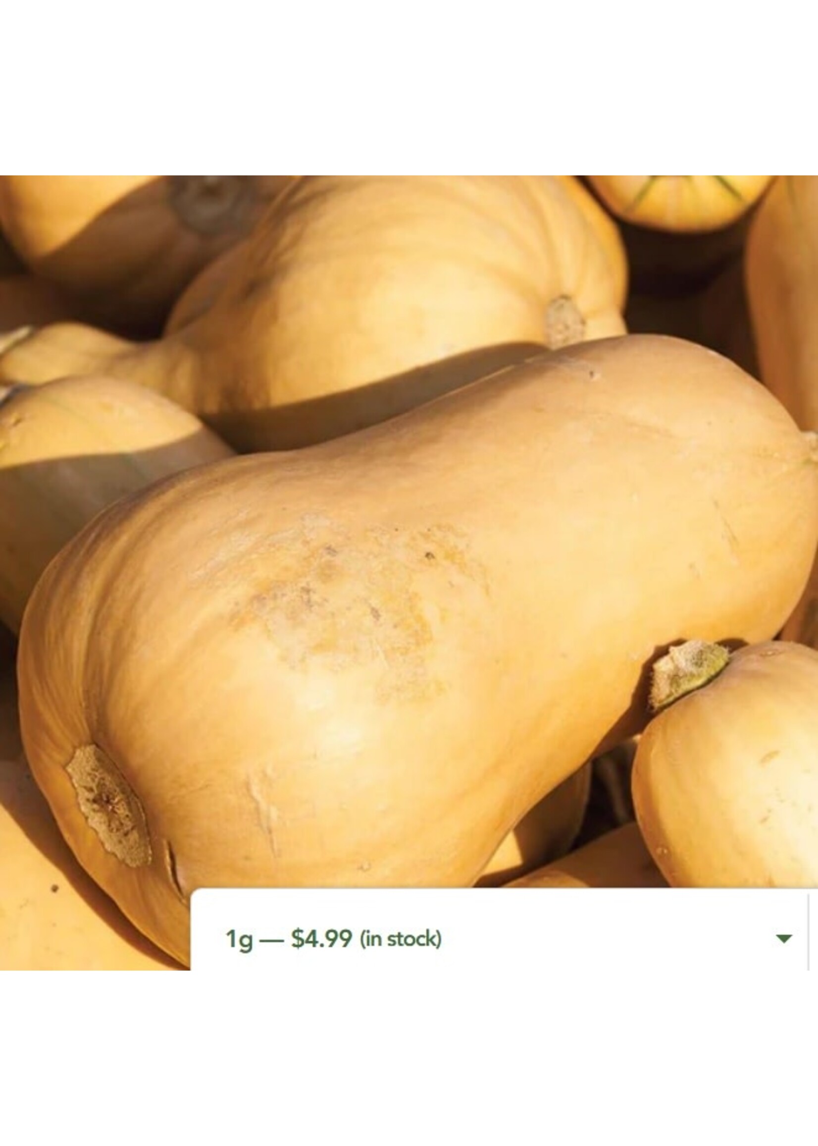 WestCoast Seeds Winter Squash Victory Early Butternut Squash