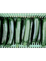 WestCoast Seeds Zucchini Desert Organic Summer Squash
