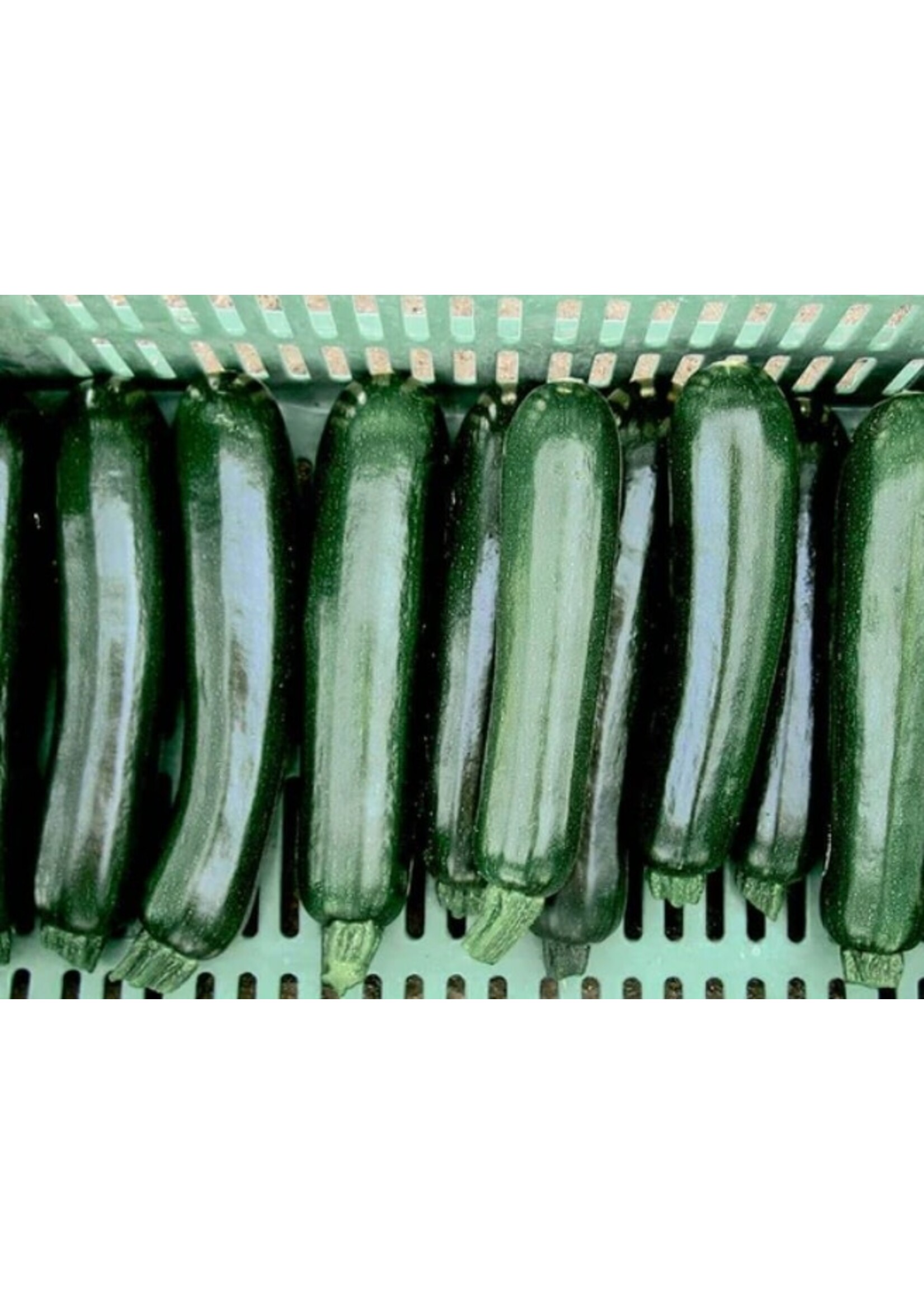 WestCoast Seeds Zucchini Desert Organic Summer Squash