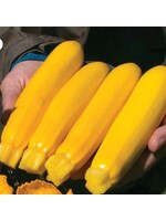 WestCoast Seeds Zucchini Yellowfin Organic Summer Squash