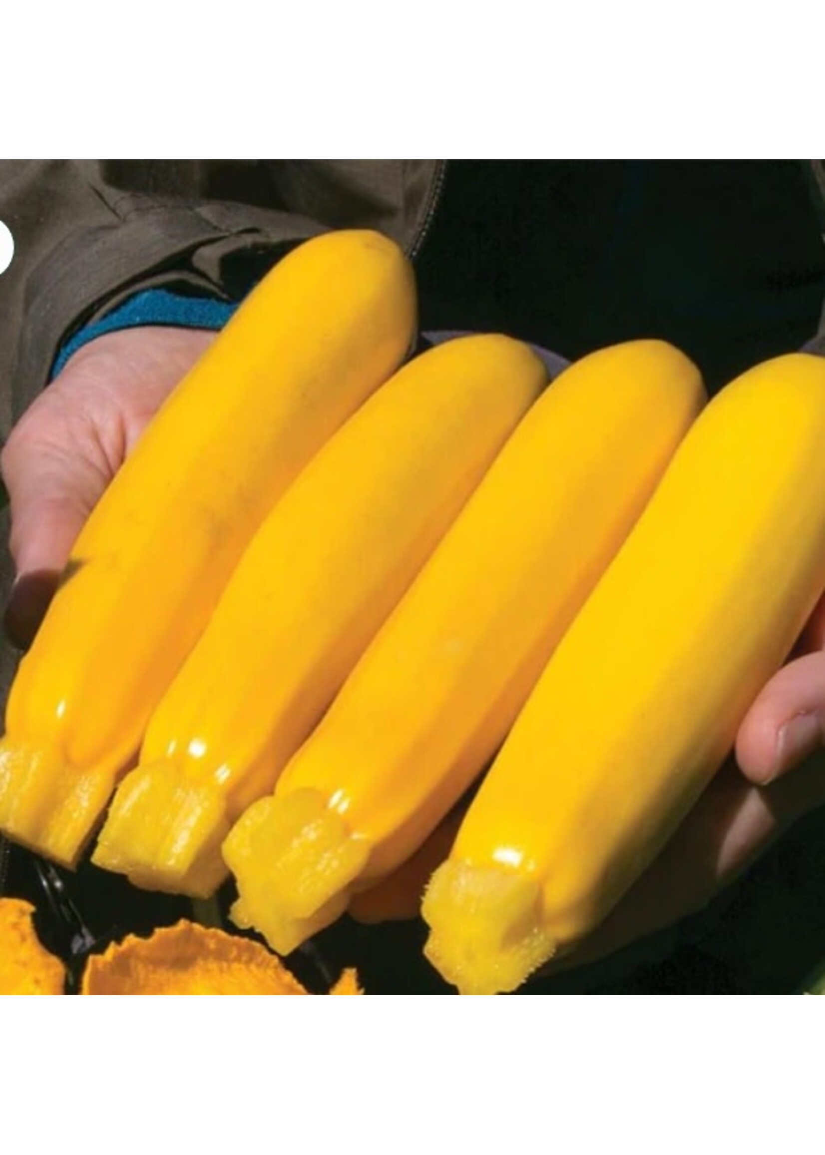 WestCoast Seeds Zucchini Yellowfin Organic Summer Squash