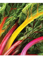 WestCoast Seeds Swiss Chard Celebration