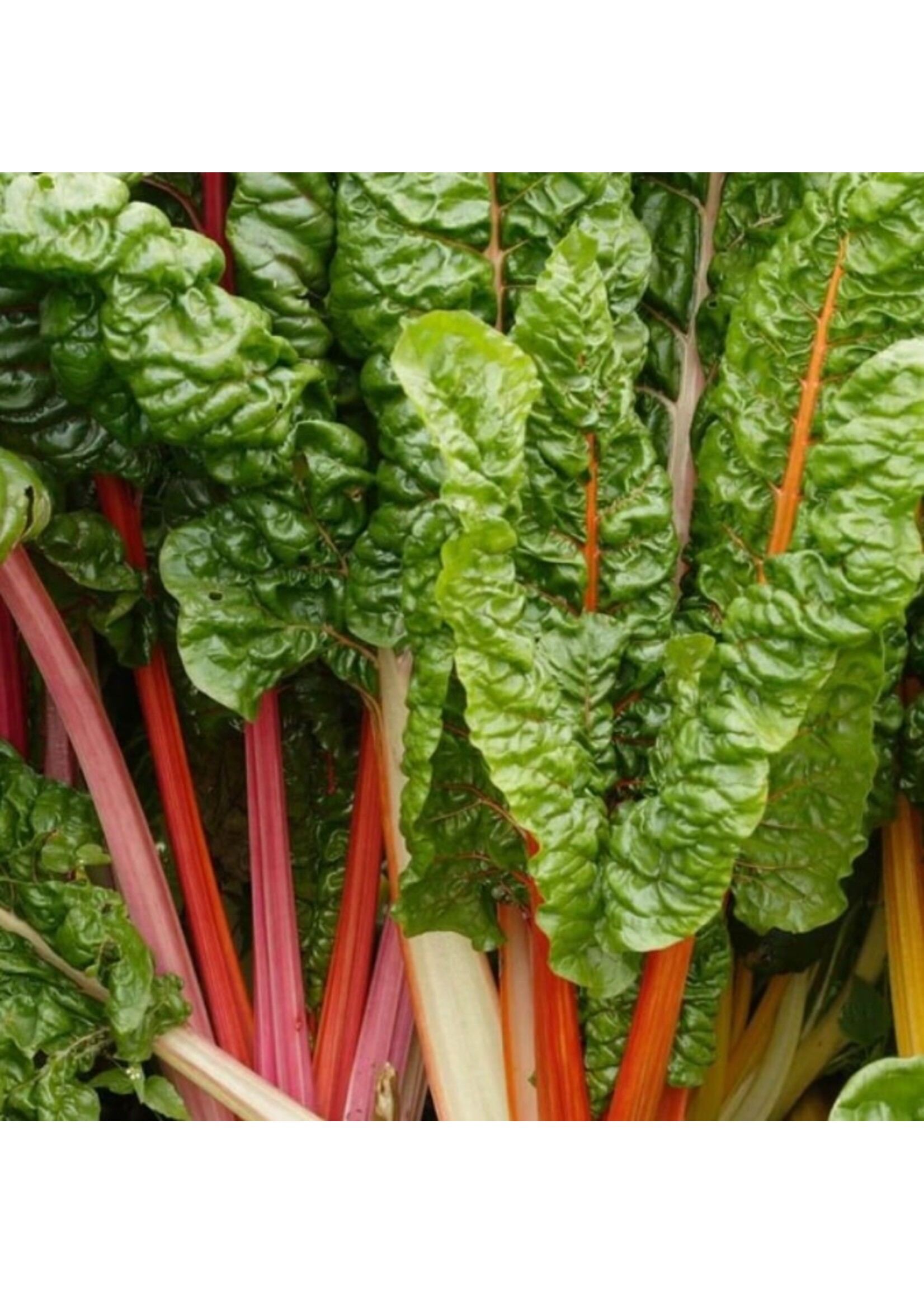 WestCoast Seeds Swiss Chard Celebration