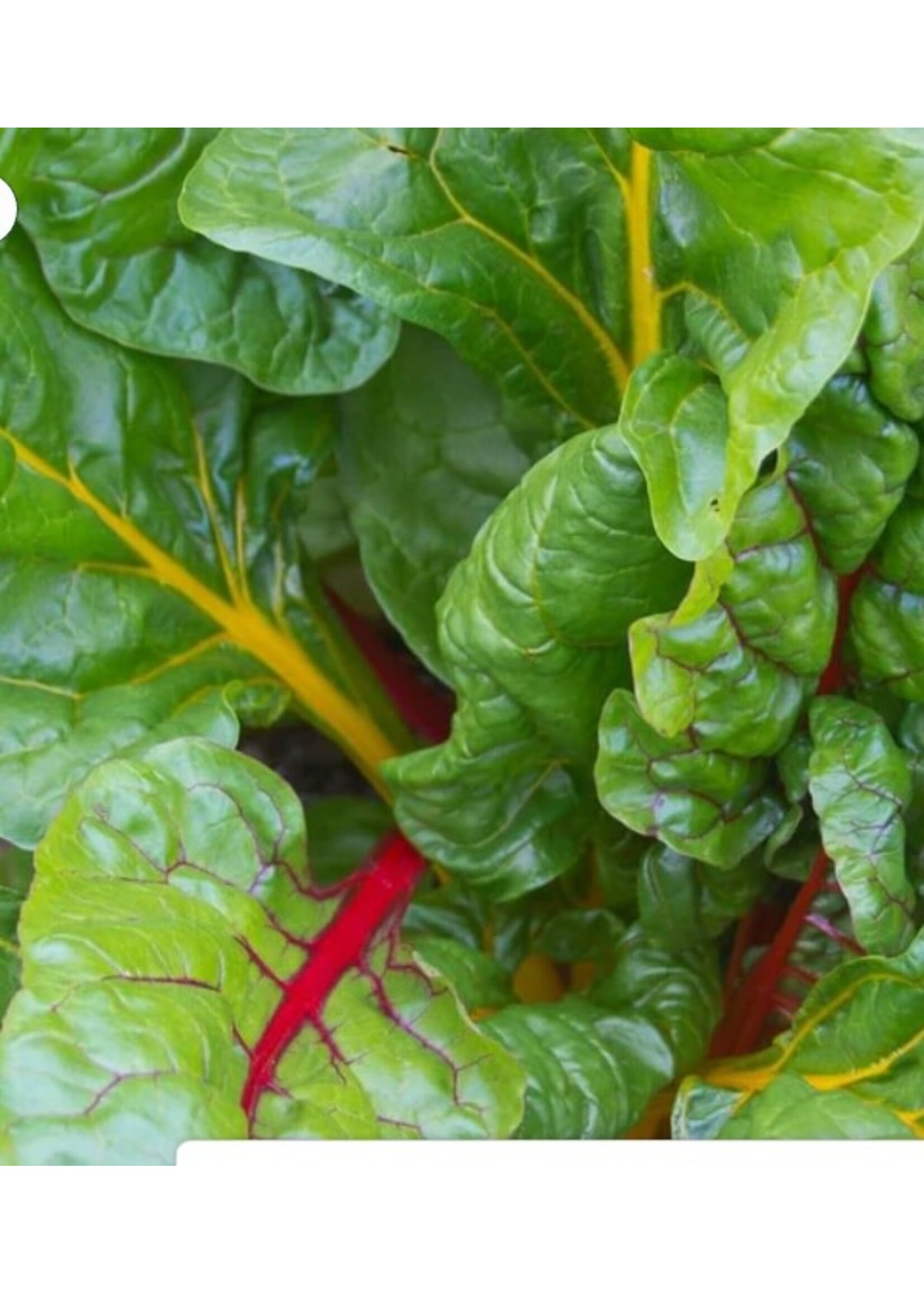 WestCoast Seeds Swiss Chard Celebration