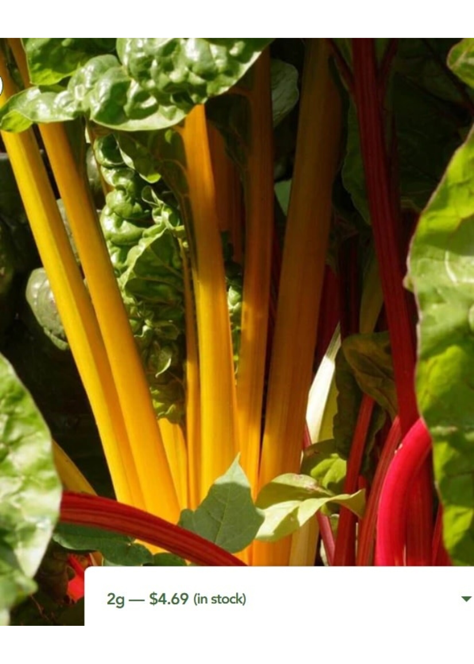 WestCoast Seeds Swiss Chard Celebration