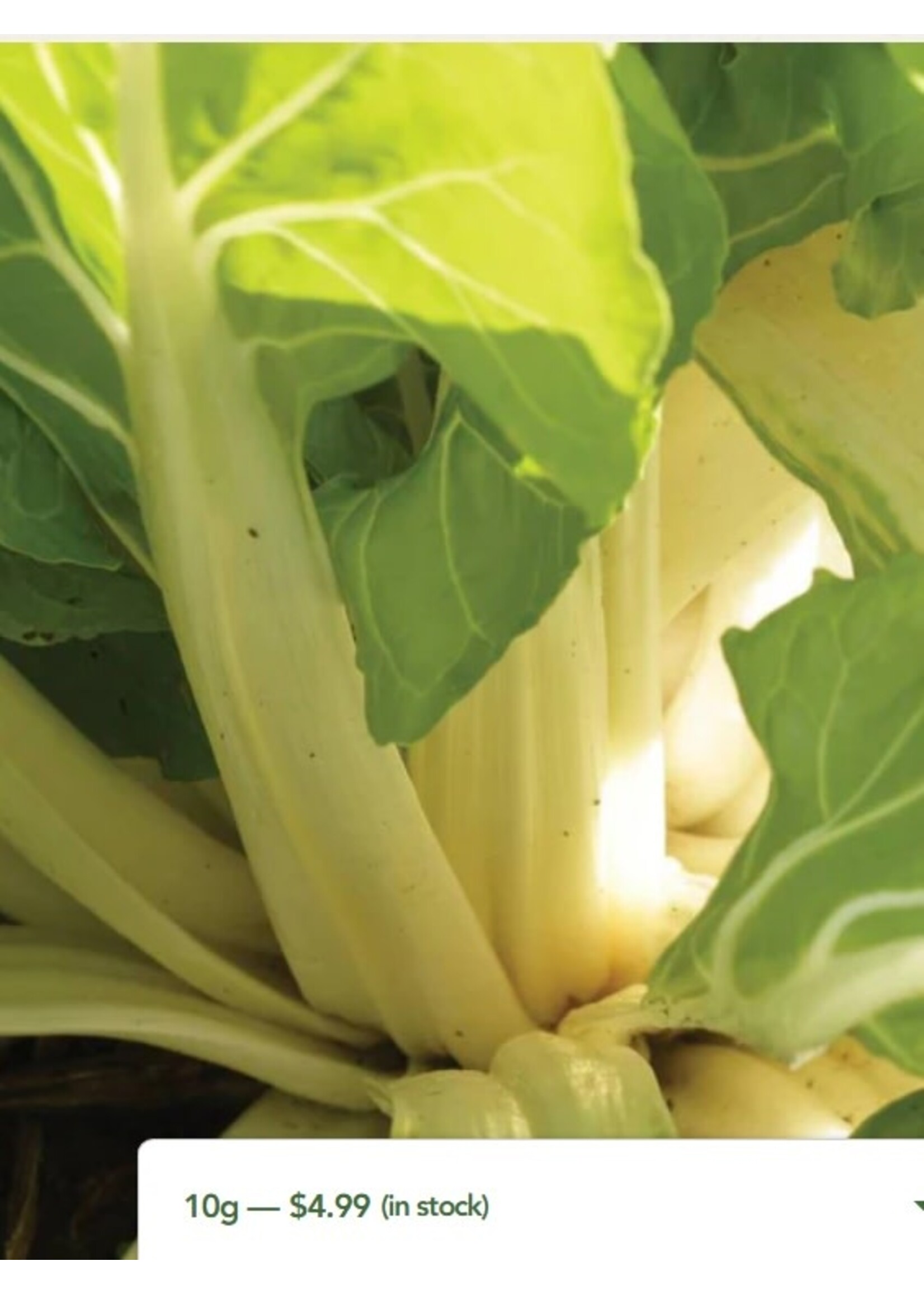WestCoast Seeds Swiss Chard Fordhook Giant