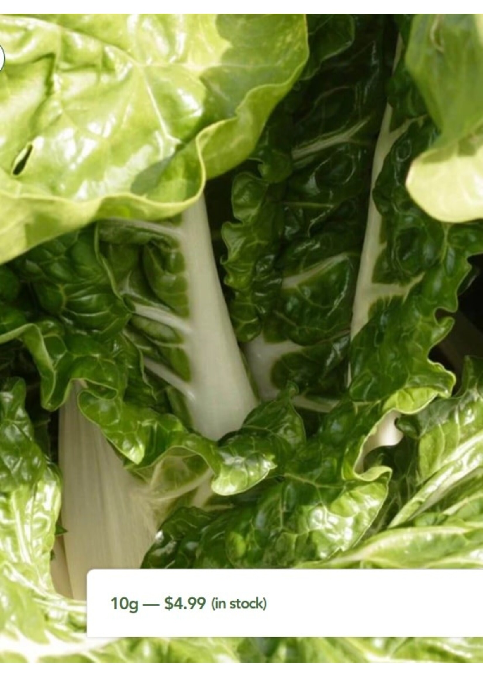 WestCoast Seeds Swiss Chard Fordhook Giant
