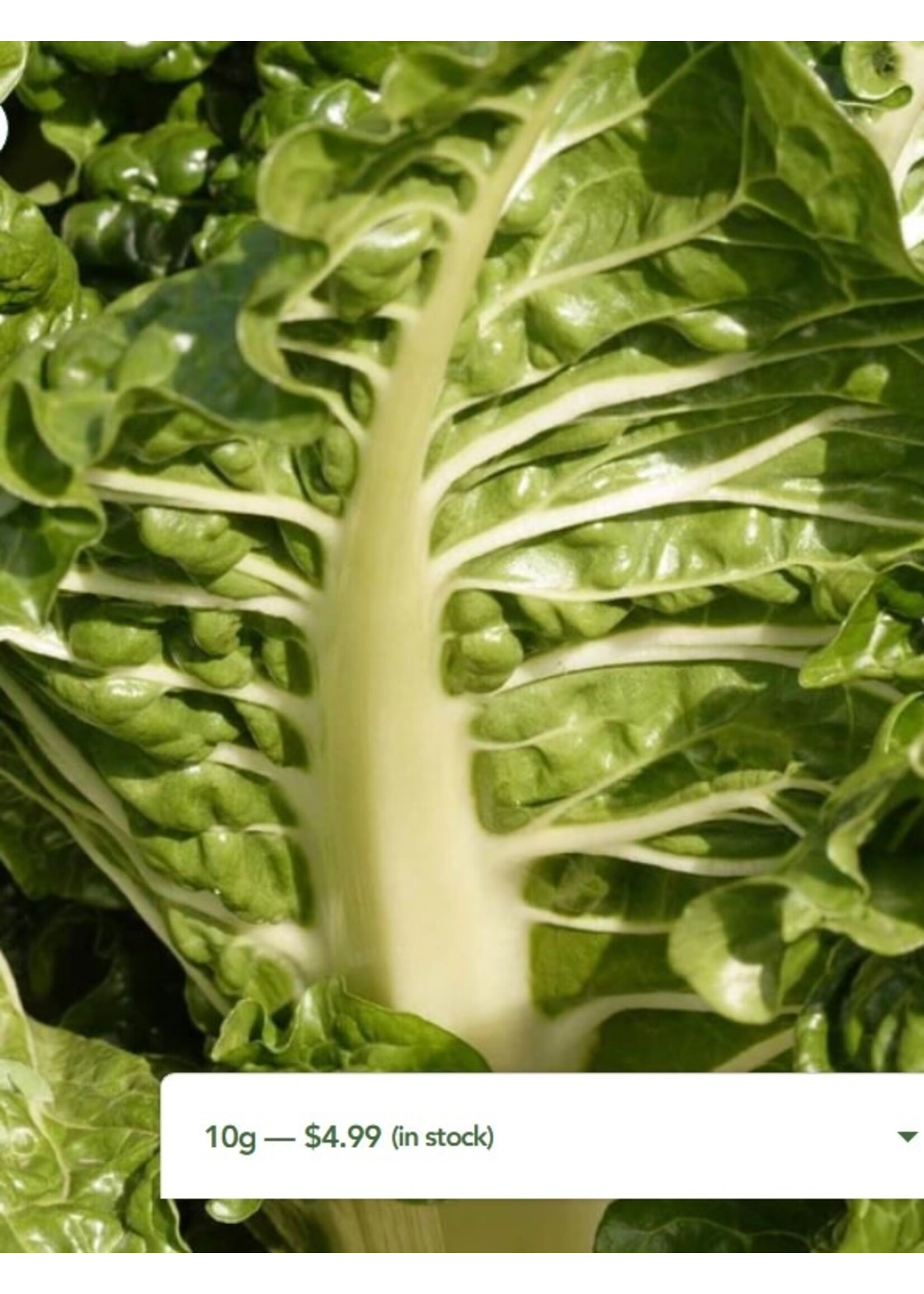 WestCoast Seeds Swiss Chard Fordhook Giant