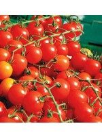 WestCoast Seeds Tomato Sweet Million Cherry