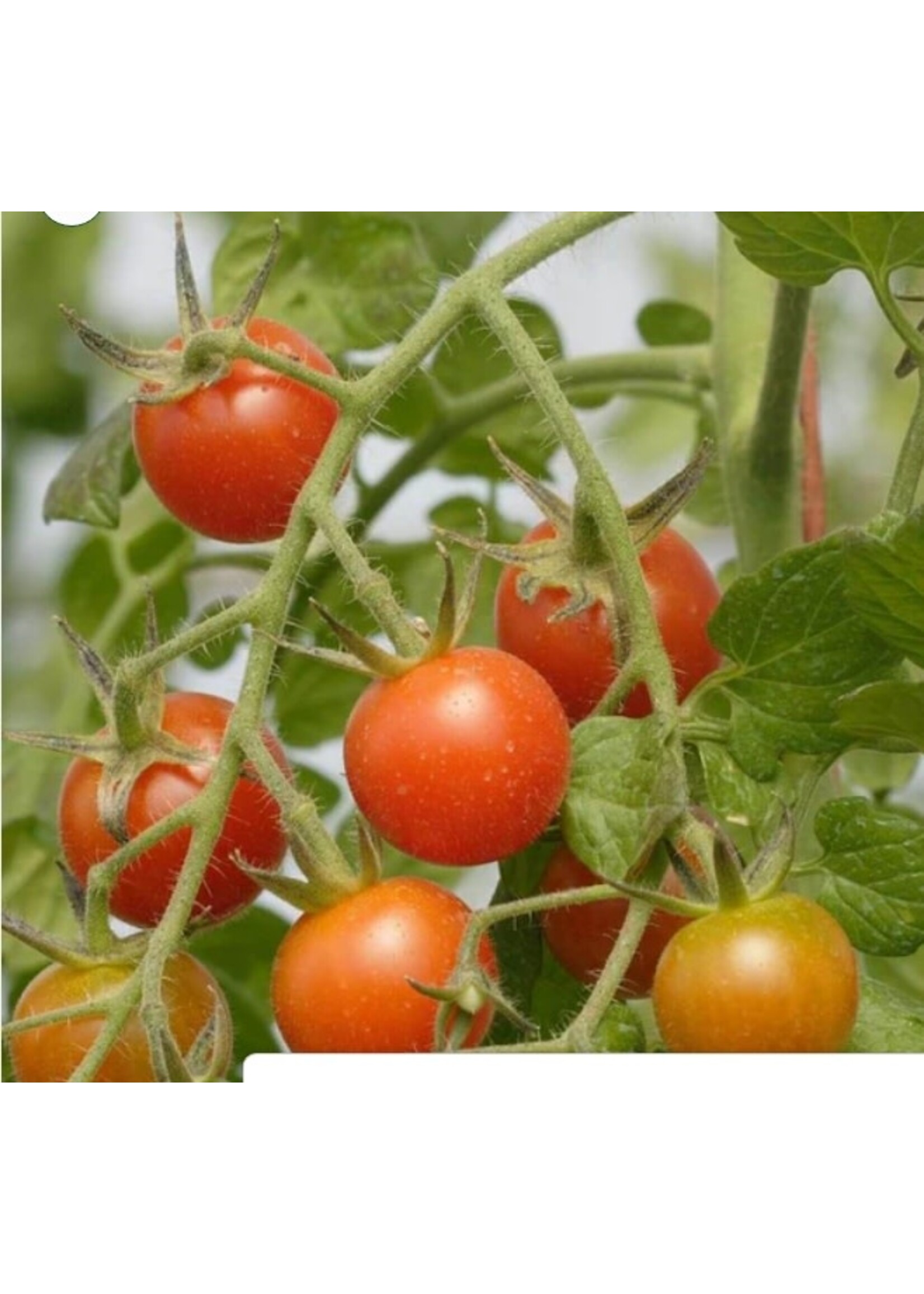 WestCoast Seeds Tomato Sweet Million Cherry