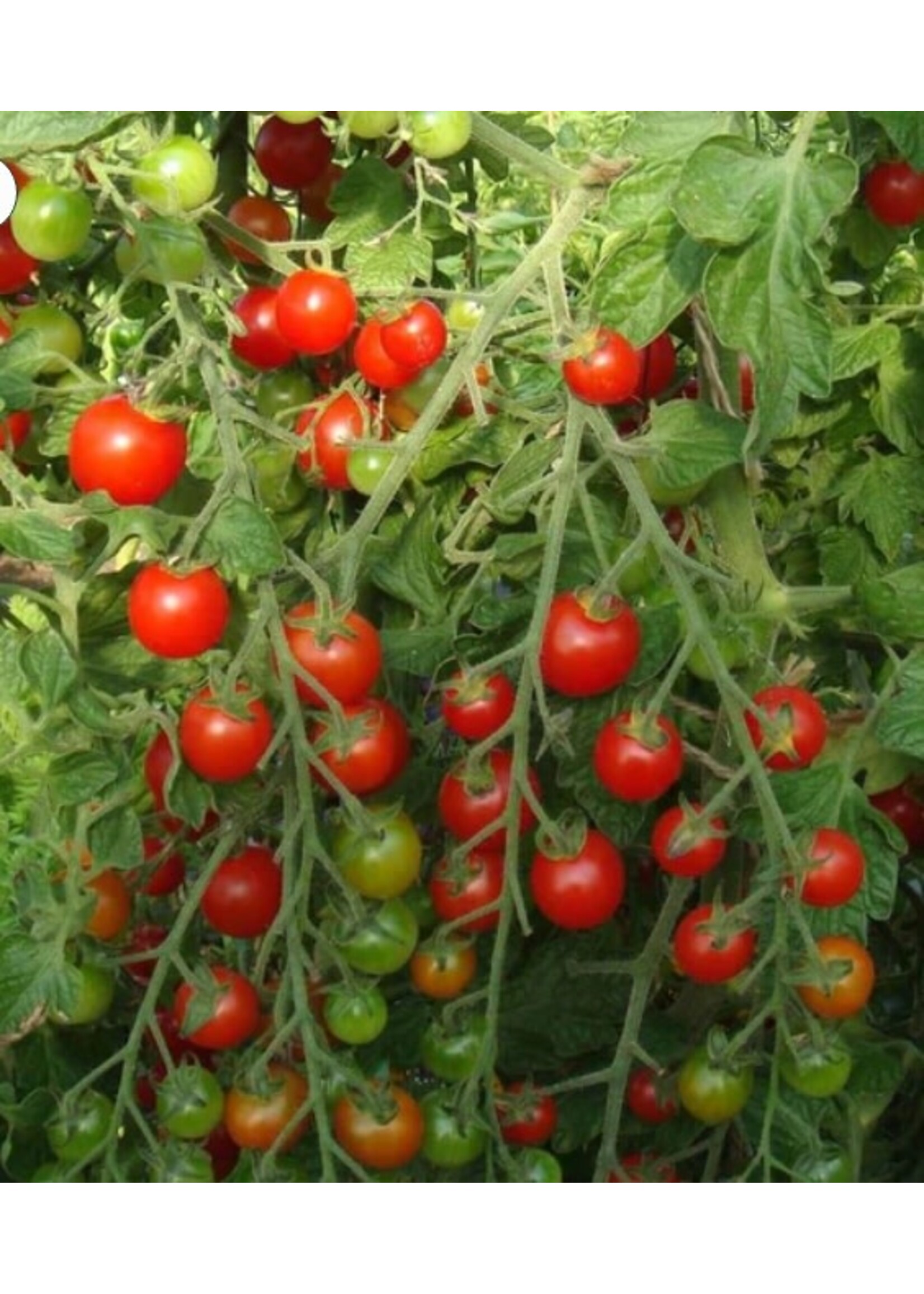 WestCoast Seeds Tomato Sweet Million Cherry