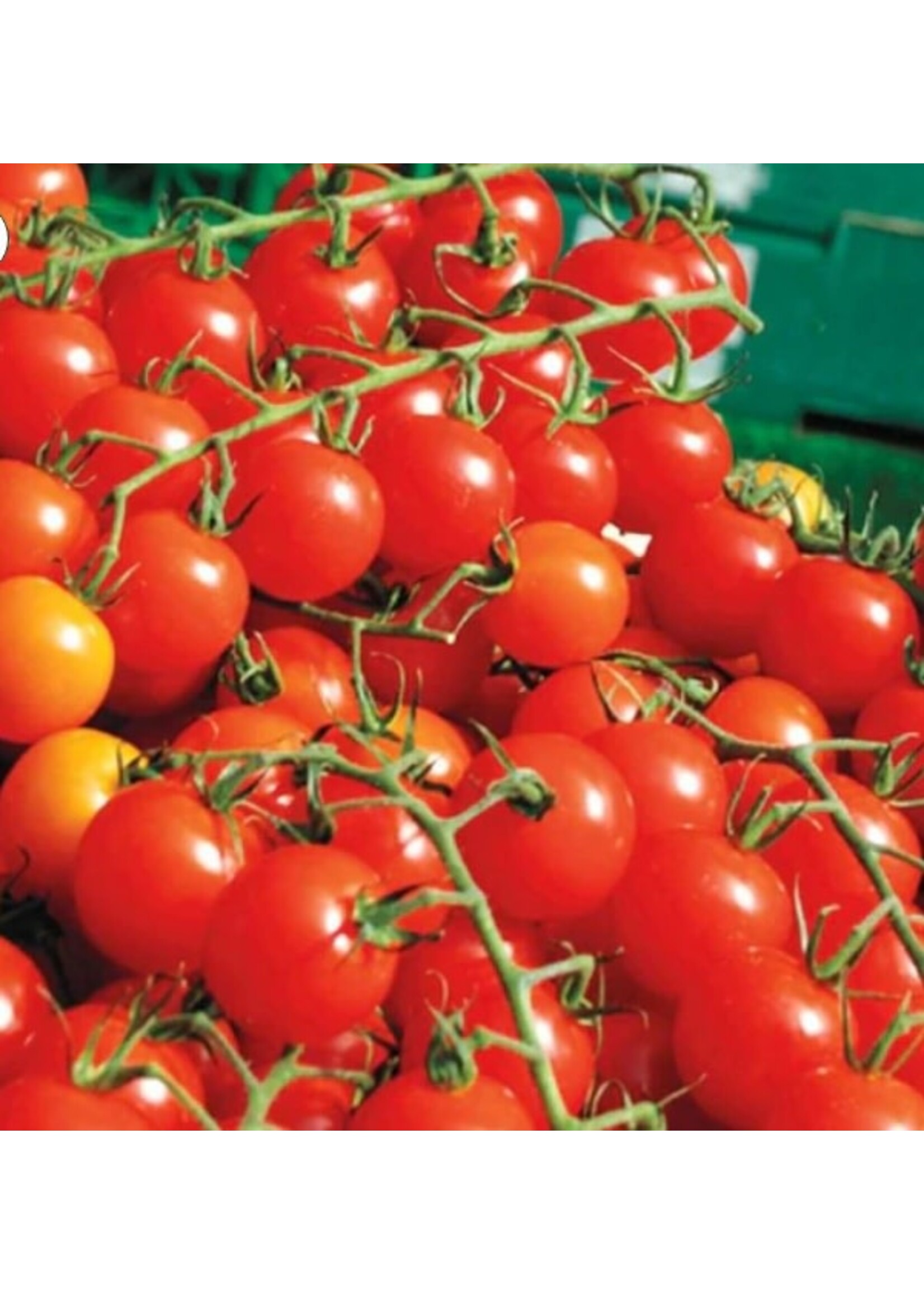 WestCoast Seeds Tomato Sweet Million Cherry