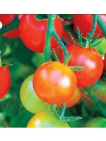 WestCoast Seeds Tomato Tumbler Cherry