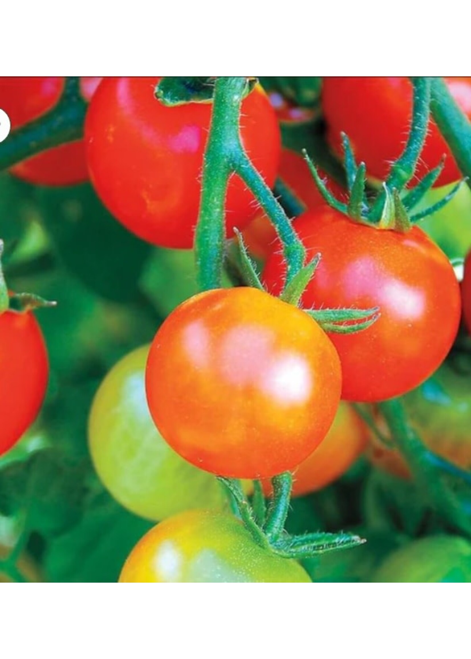 WestCoast Seeds Tomato Tumbler Cherry