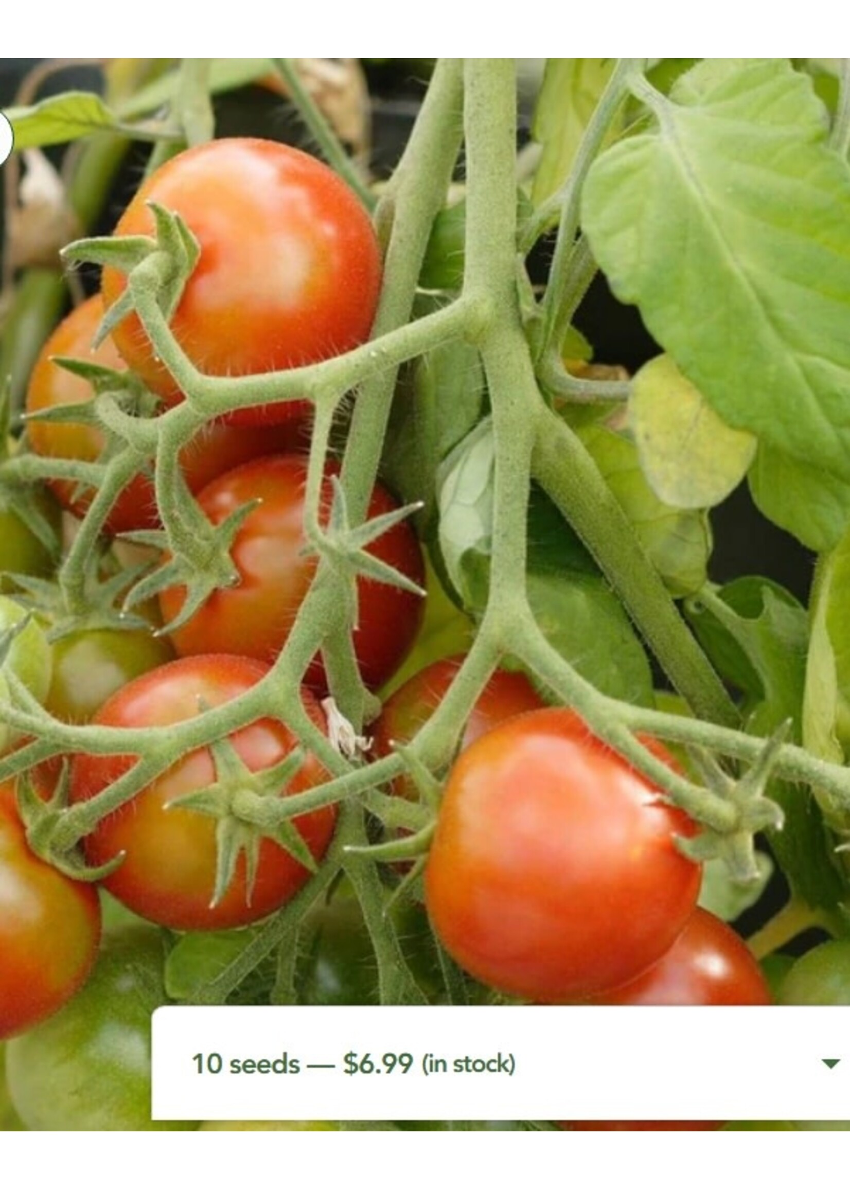 WestCoast Seeds Tomato Tumbler Cherry