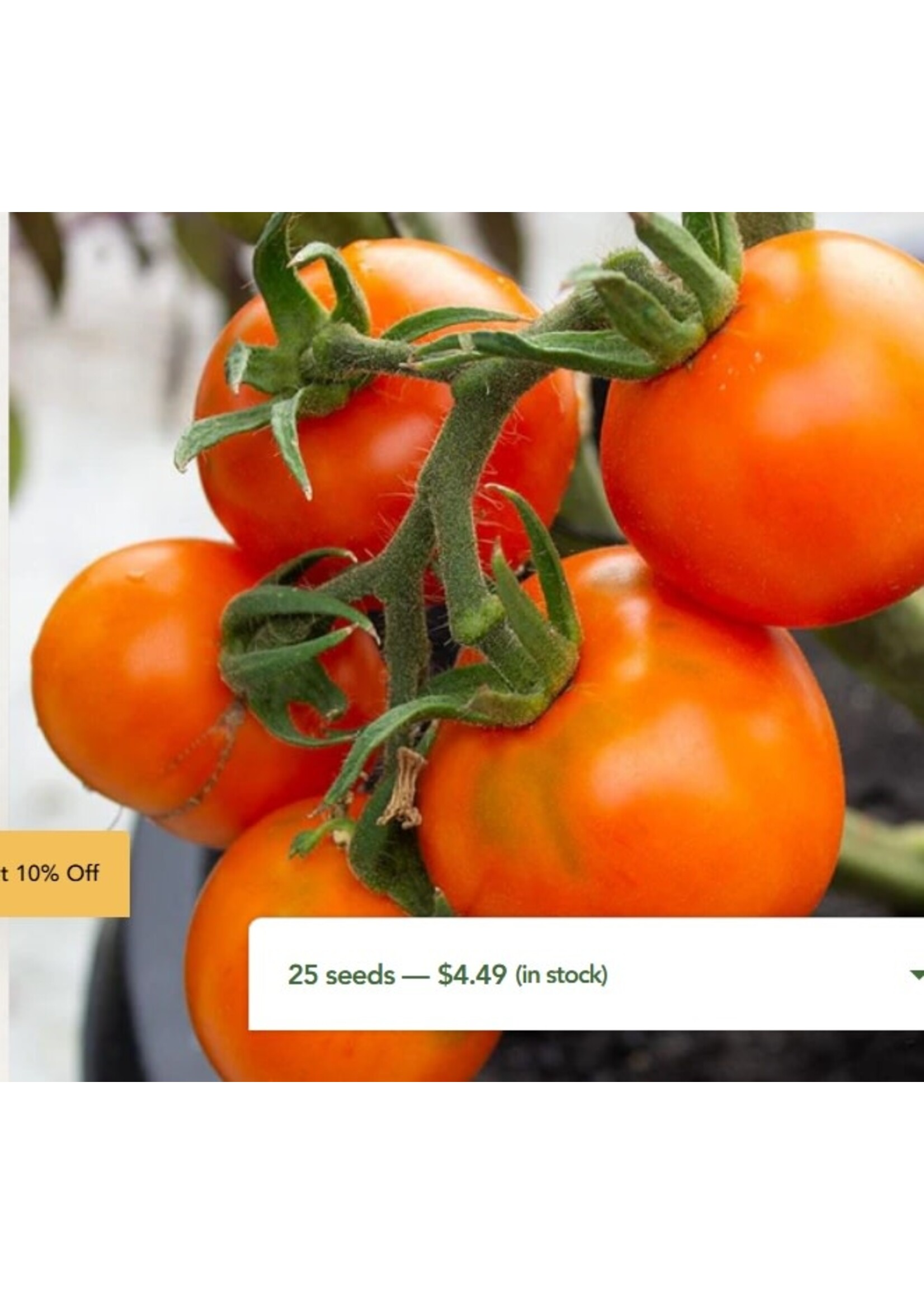 WestCoast Seeds Tomato Old German Organic