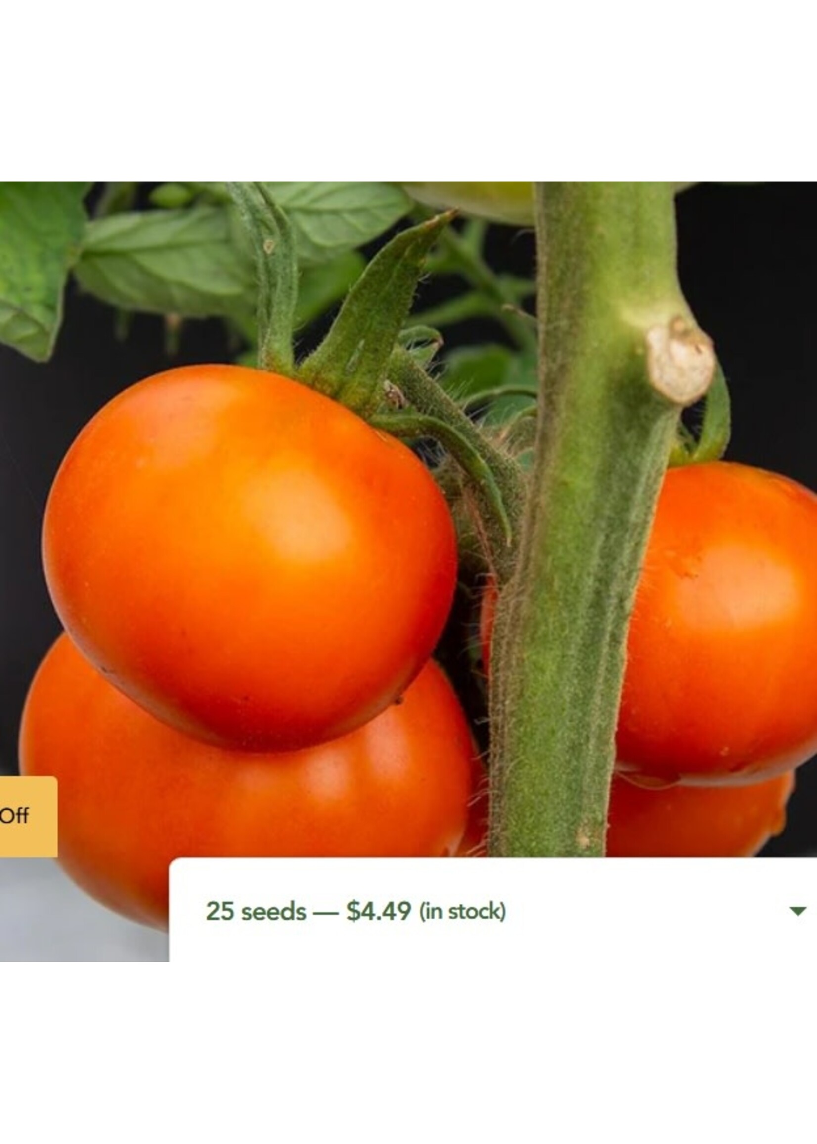 WestCoast Seeds Tomato Old German Organic