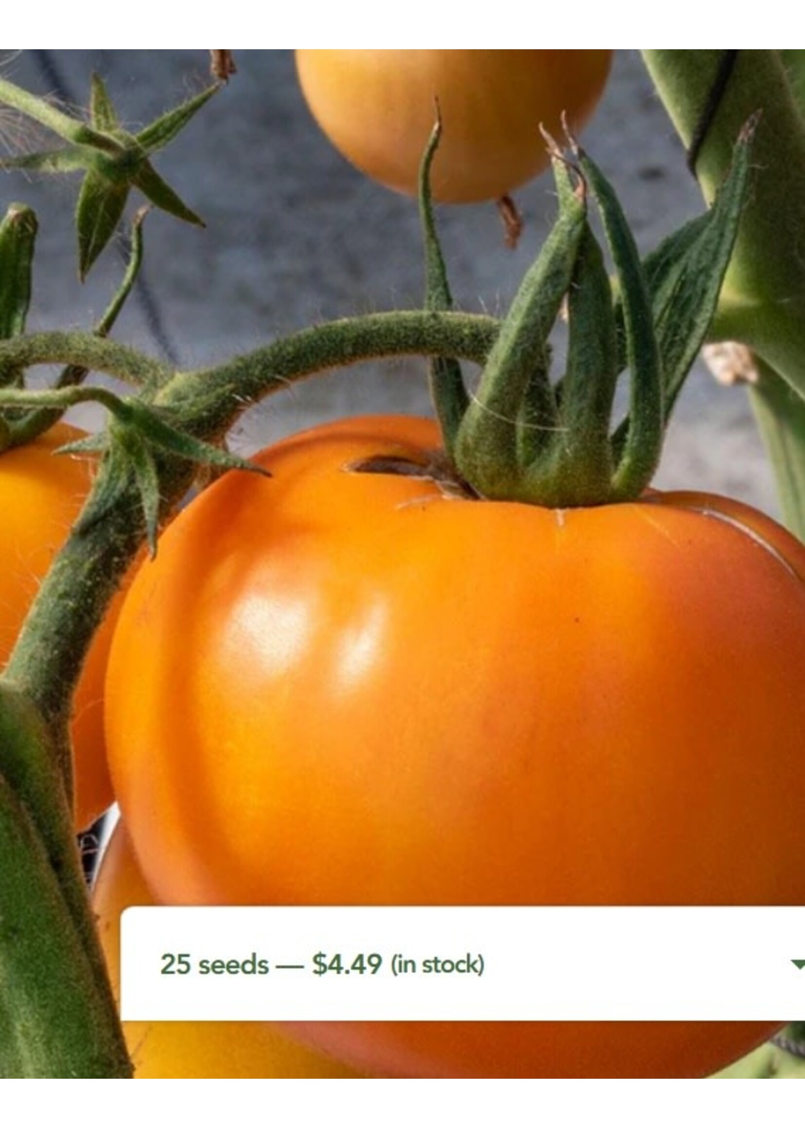 WestCoast Seeds Tomato Old German Organic