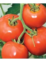WestCoast Seeds Tomato Manitoba