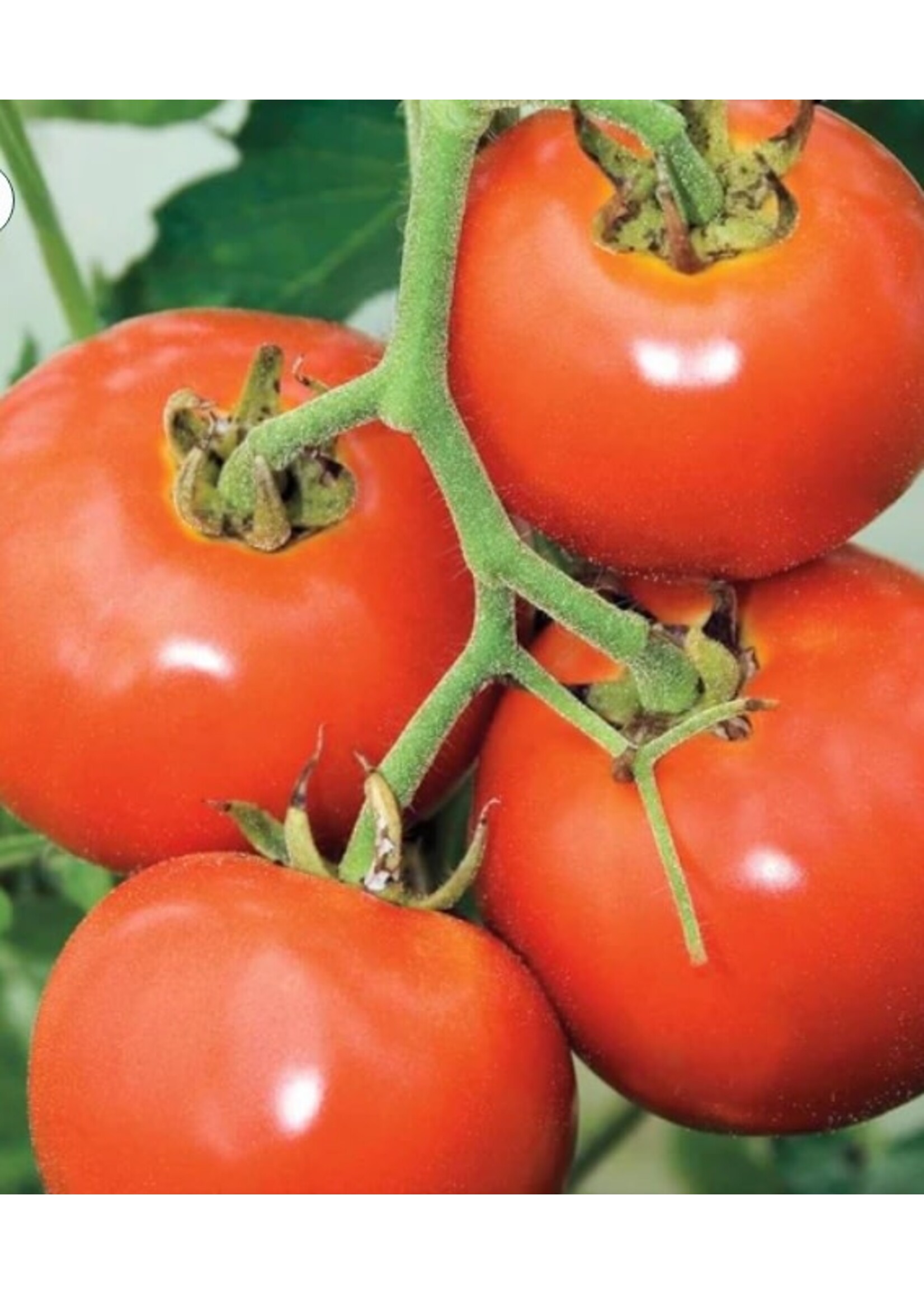WestCoast Seeds Tomato Manitoba