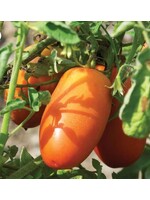 WestCoast Seeds Tomato San Marzano Lampadina 2 Organic