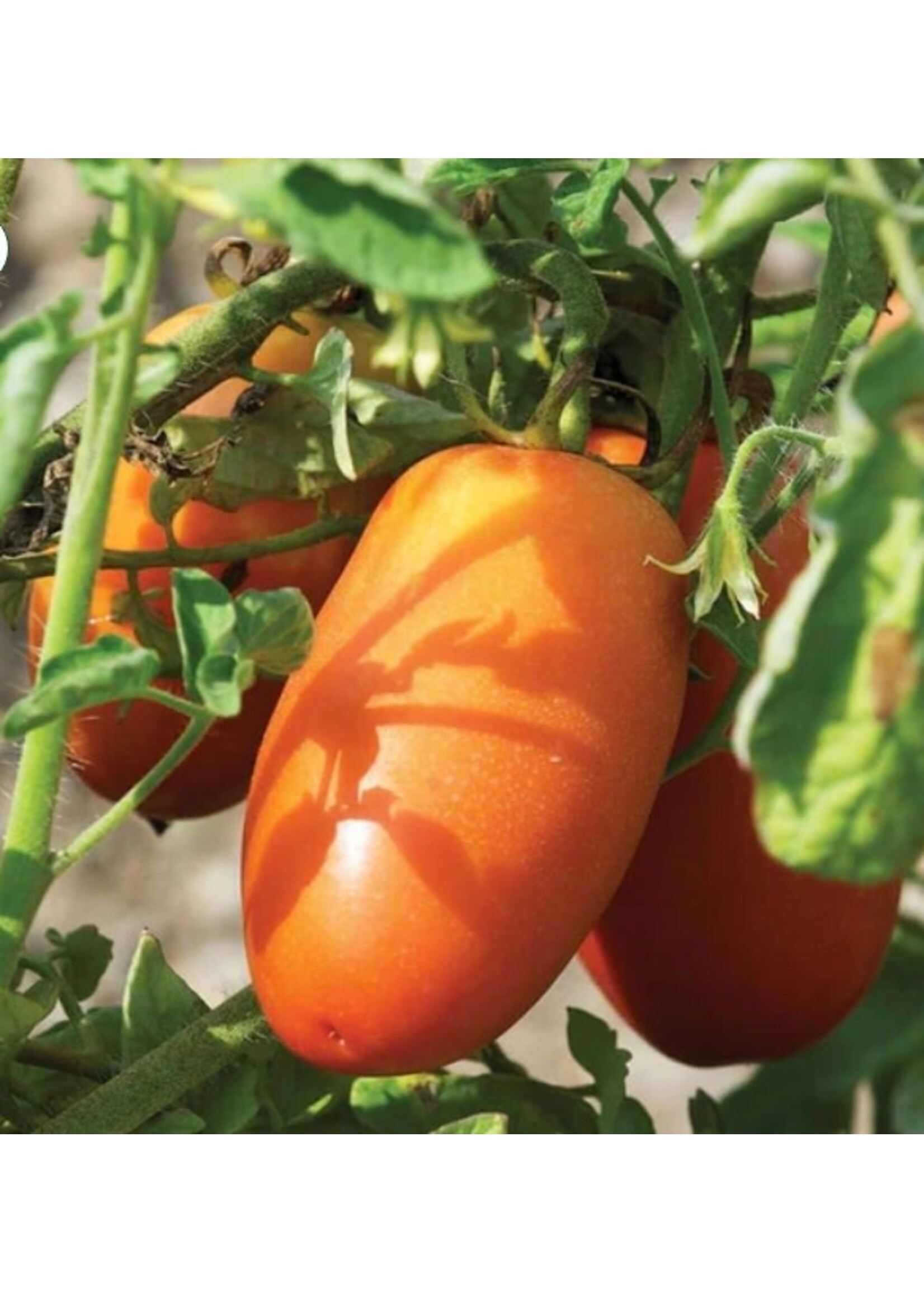 WestCoast Seeds Tomato San Marzano Lampadina 2 Organic