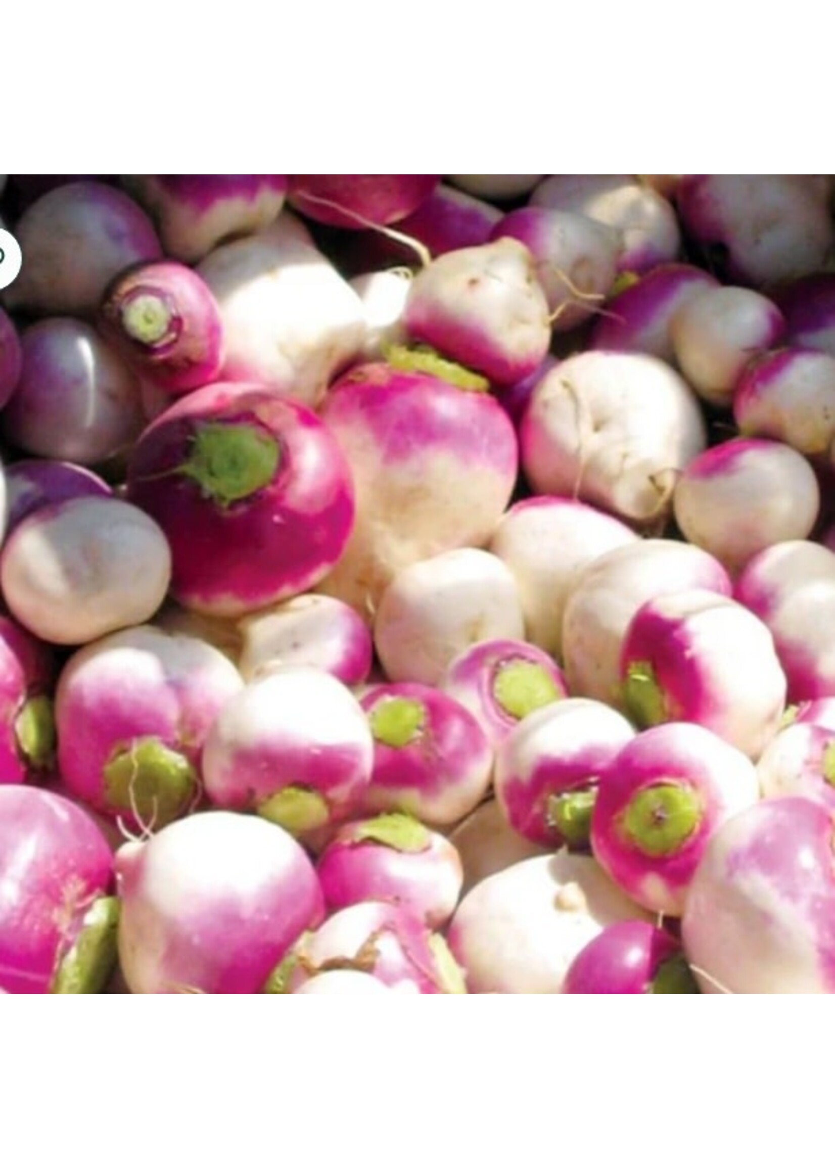 WestCoast Seeds Turnip Purple Top White Globe