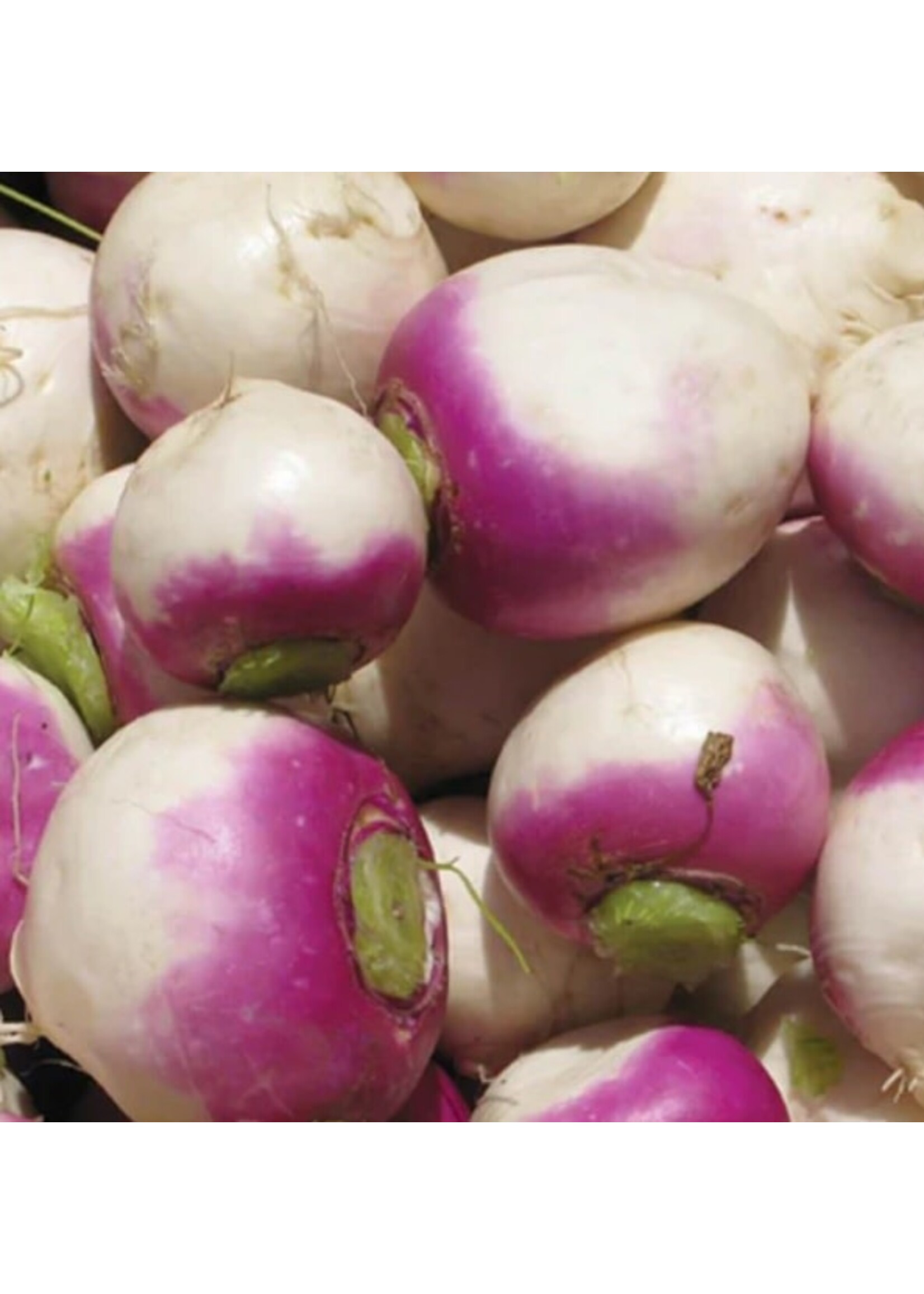 WestCoast Seeds Turnip Purple Top White Globe