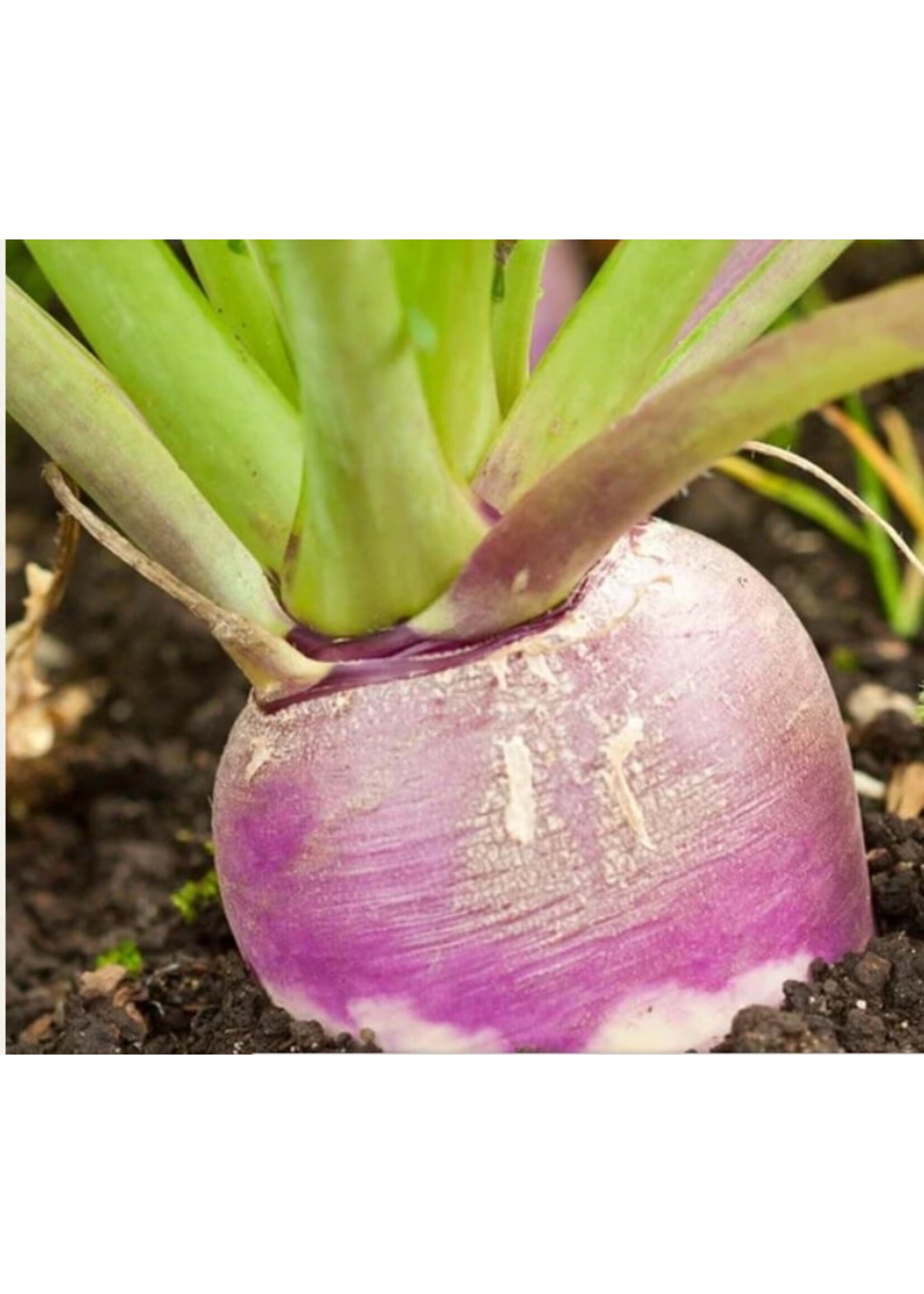 WestCoast Seeds Turnip Purple Top White Globe