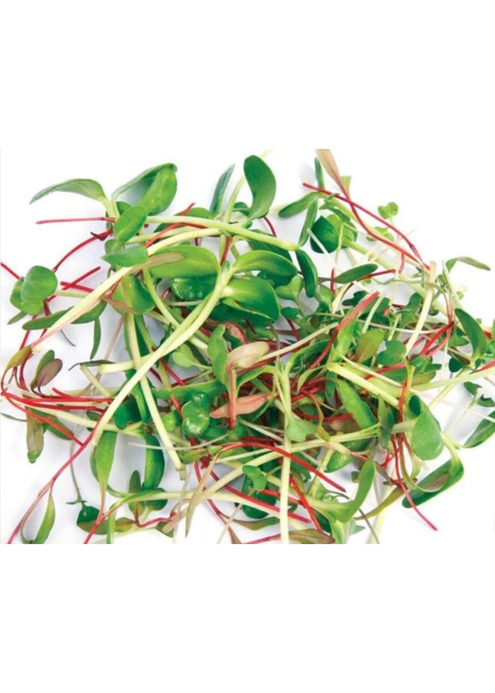 WestCoast Seeds Two Week Microgreen Seeds