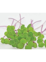 WestCoast Seeds Microgreen Kale Seeds