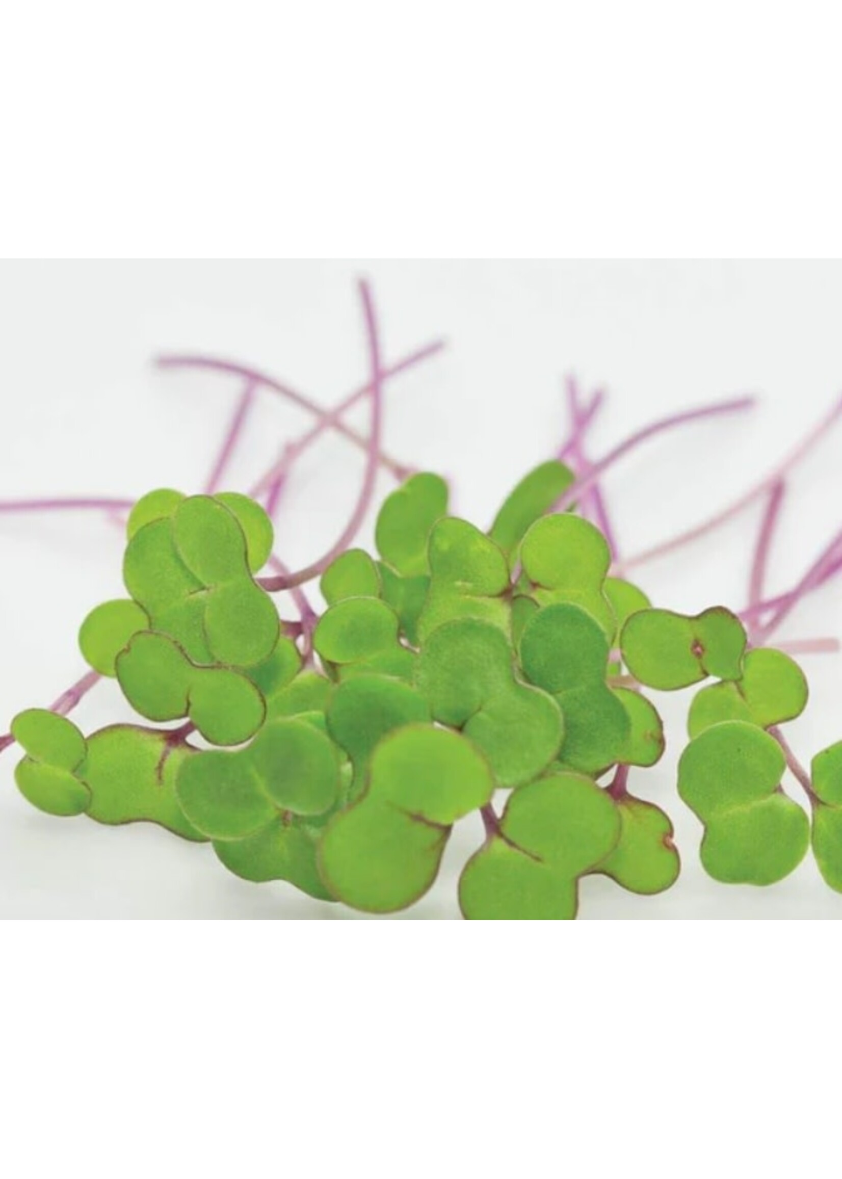 WestCoast Seeds Microgreen Kale Seeds