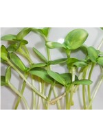 WestCoast Seeds Microgreen Sunflower Seeds Organic
