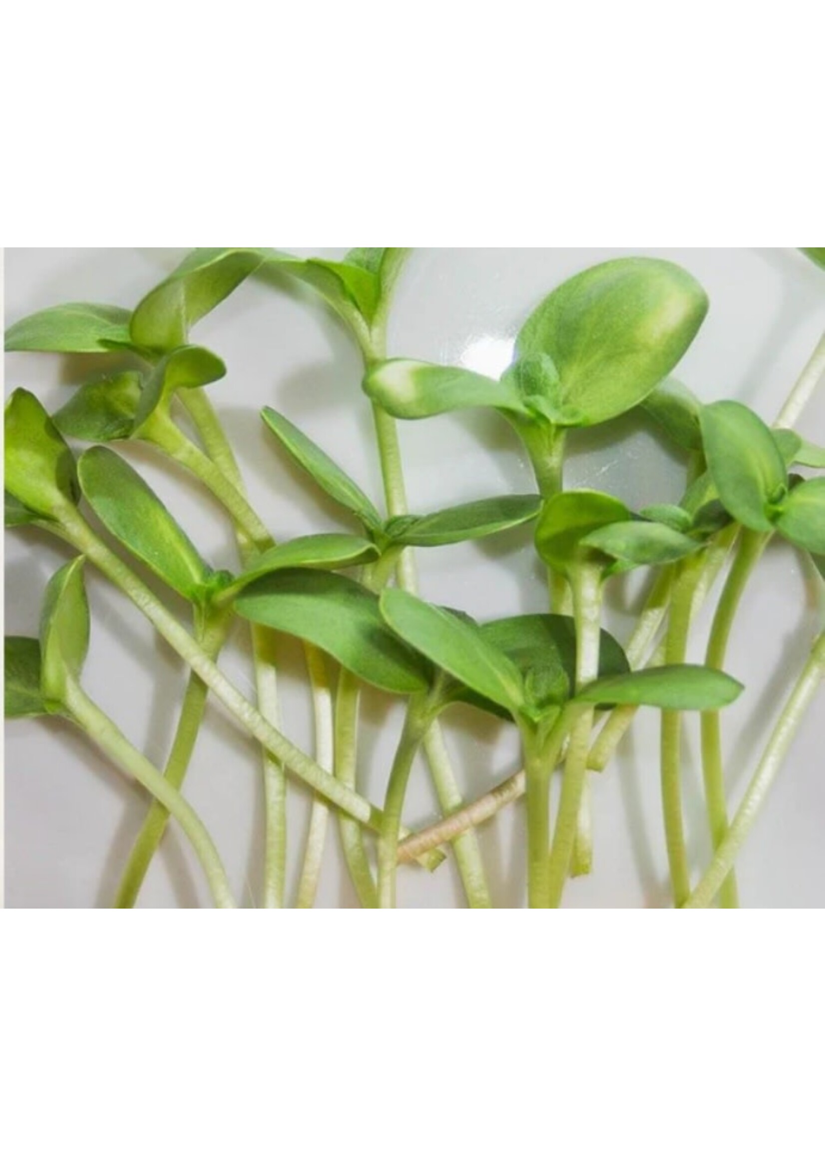 WestCoast Seeds Microgreen Sunflower Seeds Organic