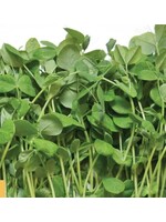WestCoast Seeds Microgreen Pea Shoots