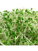 WestCoast Seeds Alfalfa Sprouting Seeds Organic