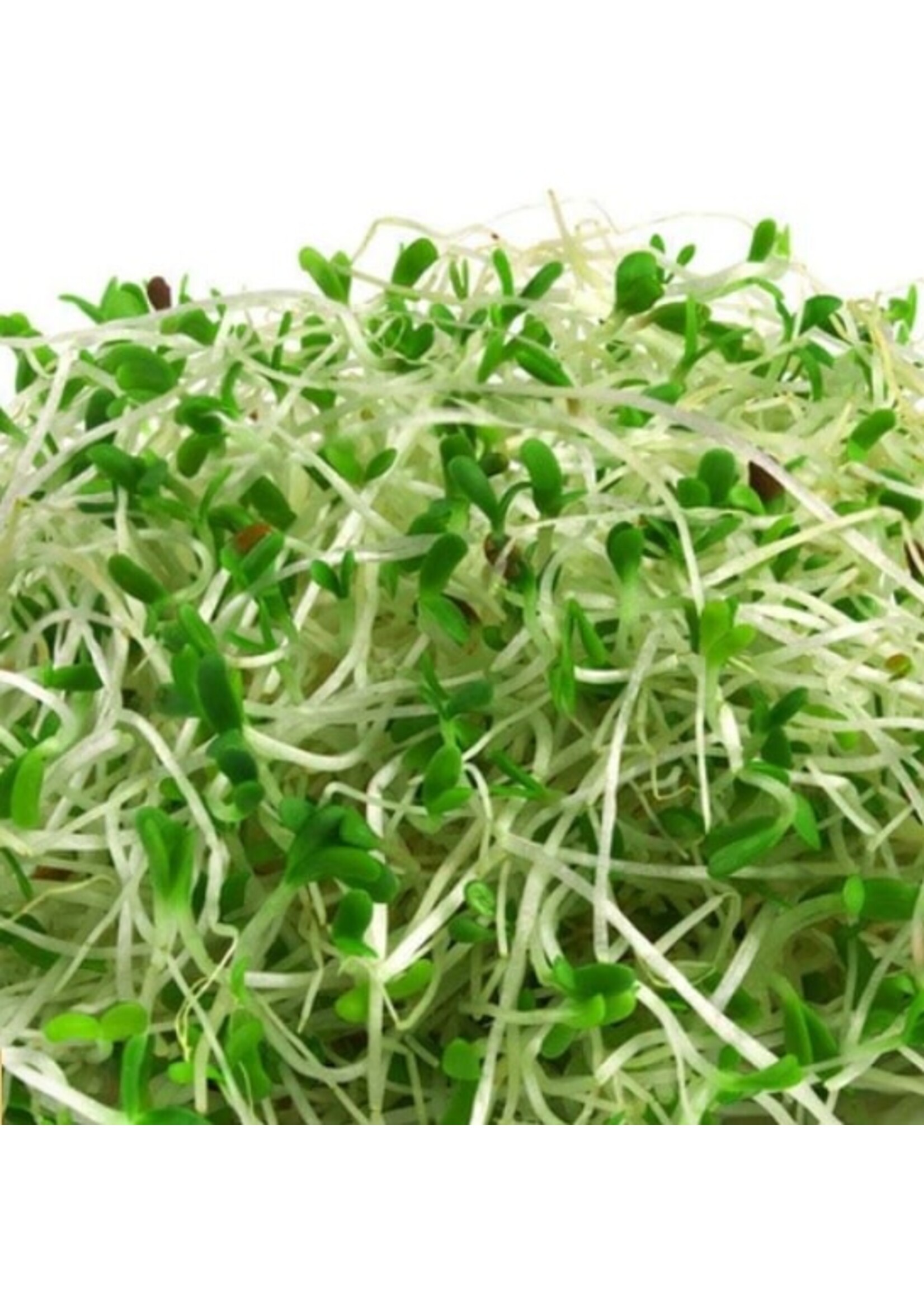 WestCoast Seeds Alfalfa Sprouting Seeds Organic