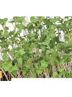 WestCoast Seeds Microgreen Broccoli Organic