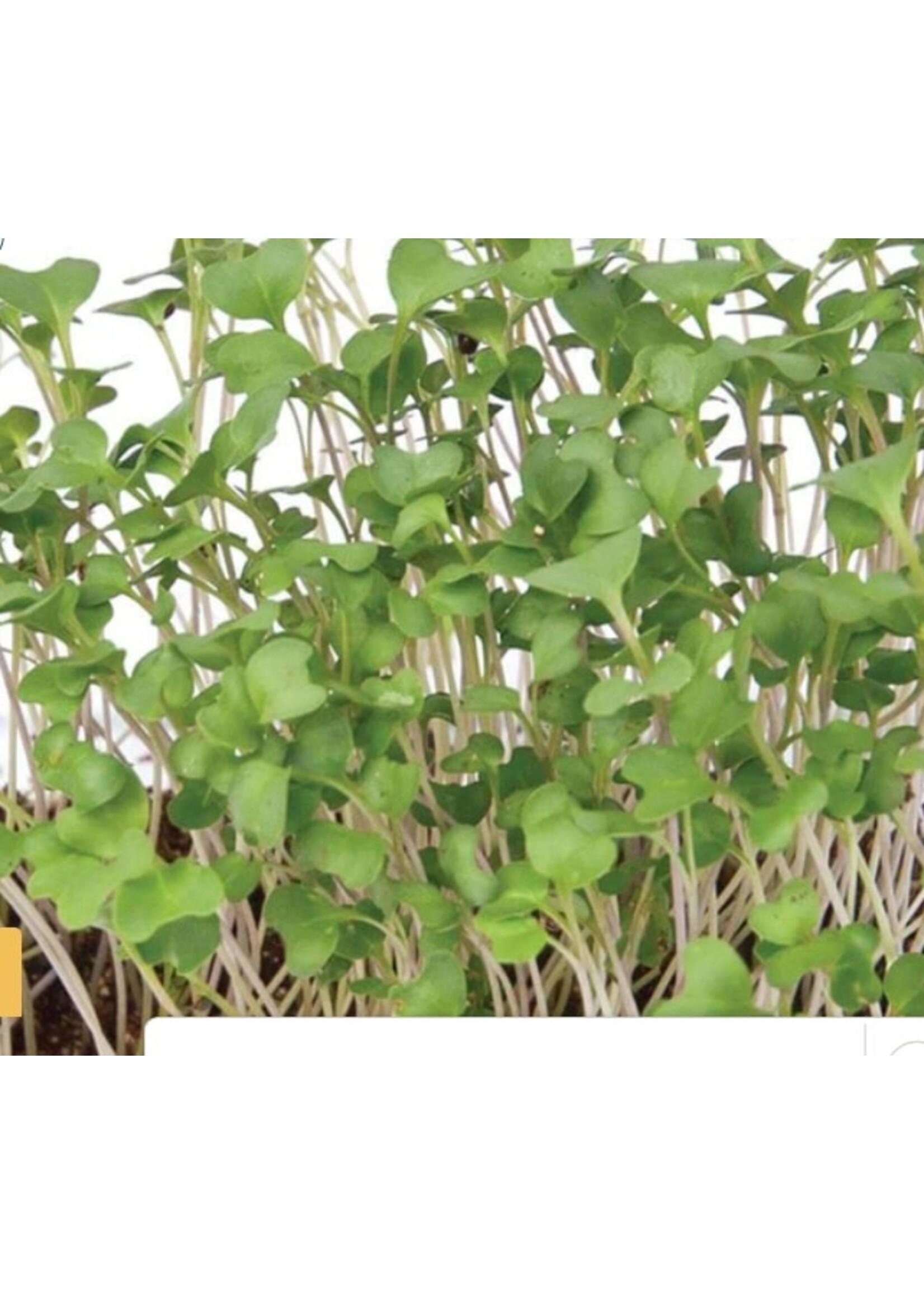 WestCoast Seeds Microgreen Broccoli Organic