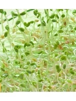 WestCoast Seeds Red Clover Organic Sprouts