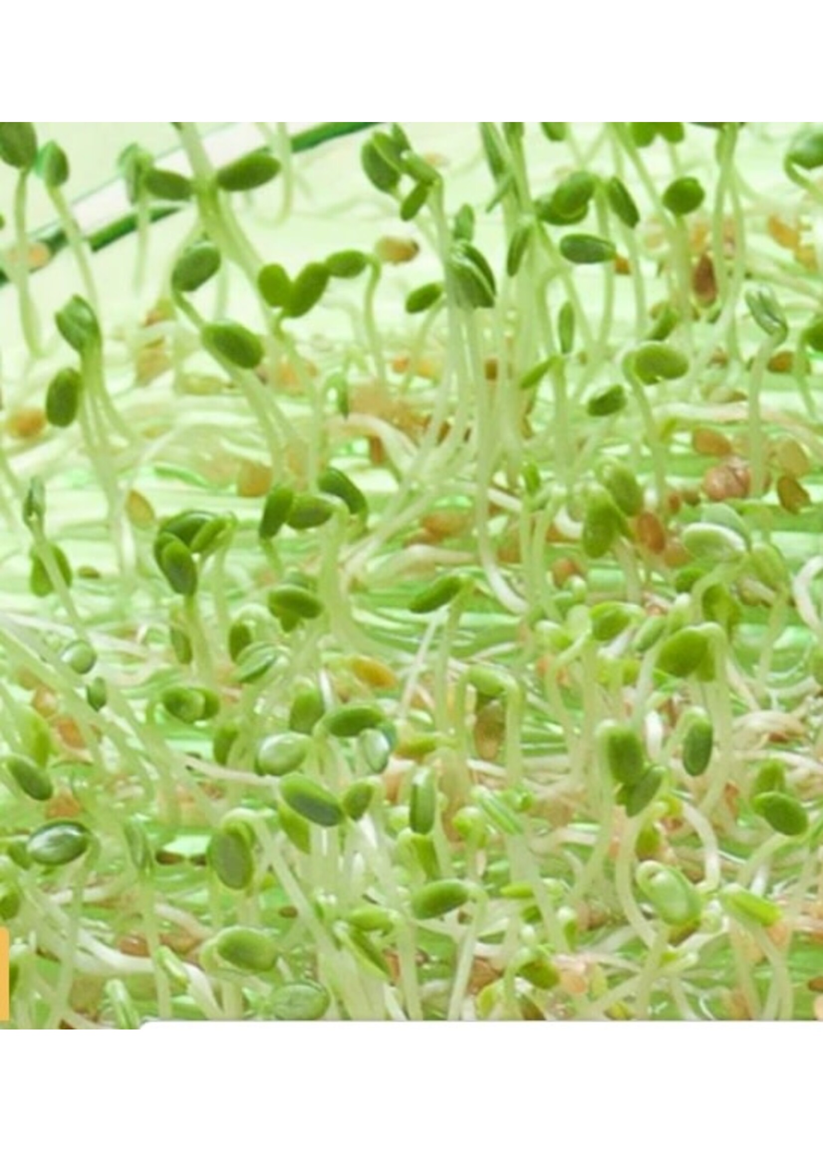 WestCoast Seeds Red Clover Organic Sprouts