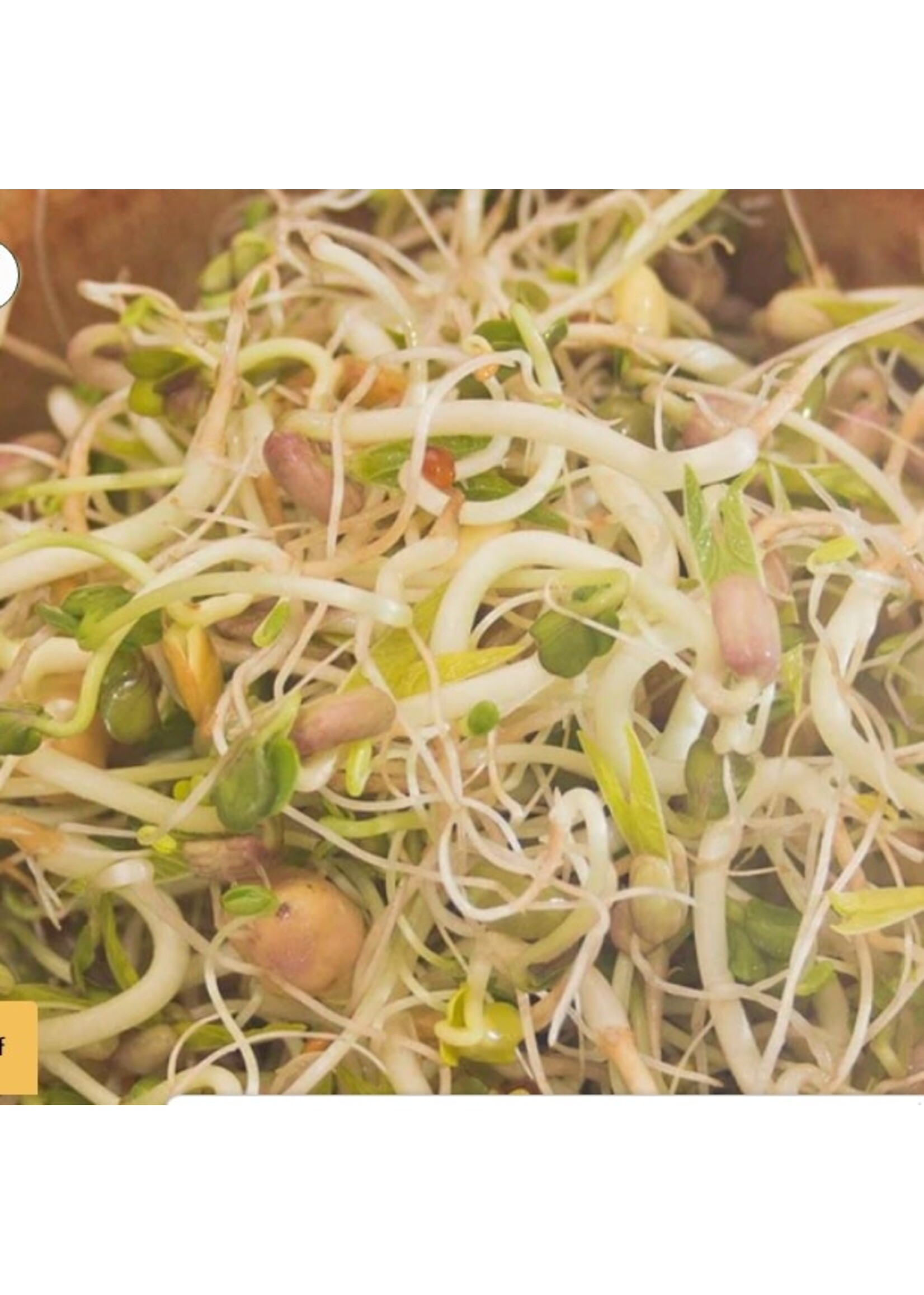 WestCoast Seeds Salad Sprouting Seeds Organic