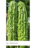 WestCoast Seeds Squash Bitter Melon Green Pearl F1