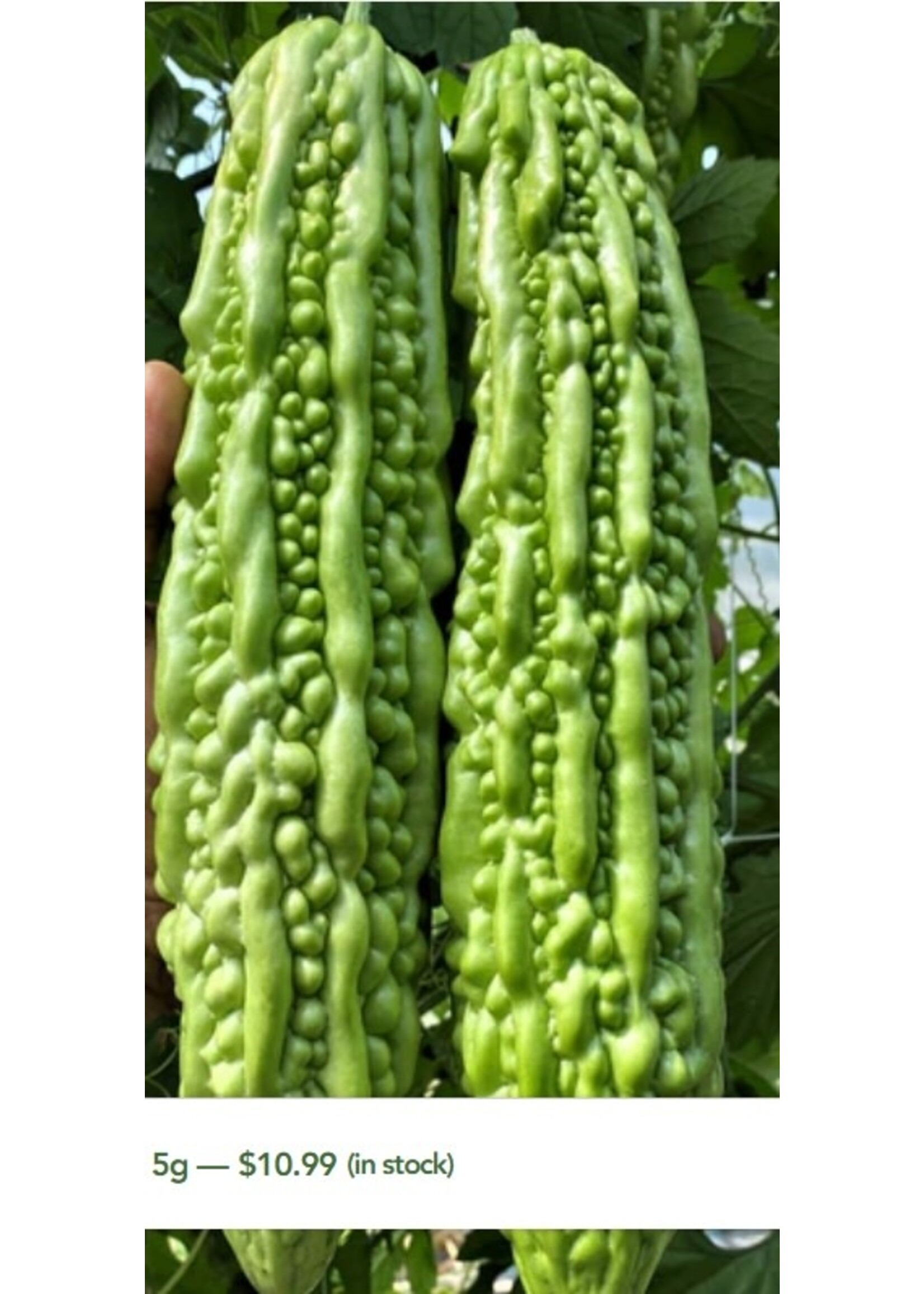 WestCoast Seeds Squash Bitter Melon Green Pearl F1