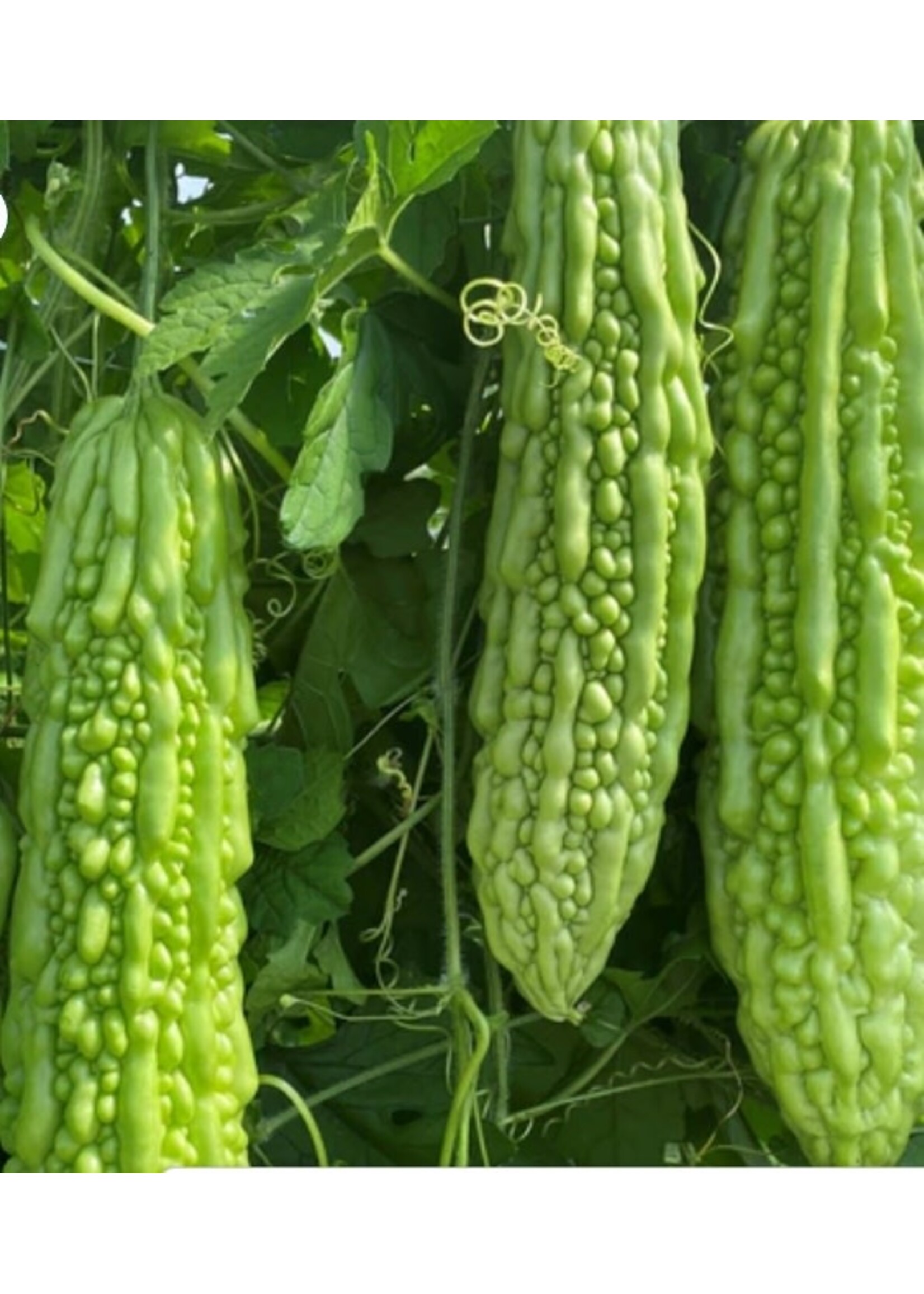 WestCoast Seeds Squash Bitter Melon Green Pearl F1