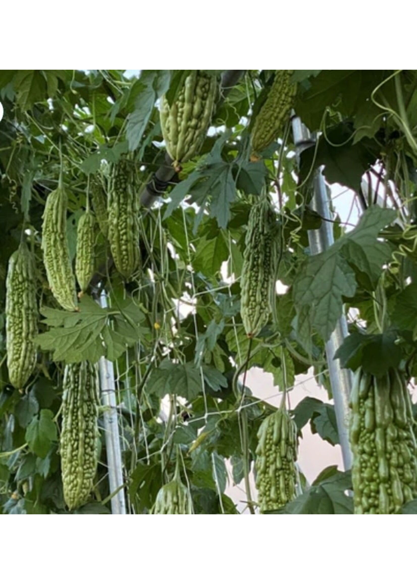 WestCoast Seeds Squash Bitter Melon Green Pearl F1