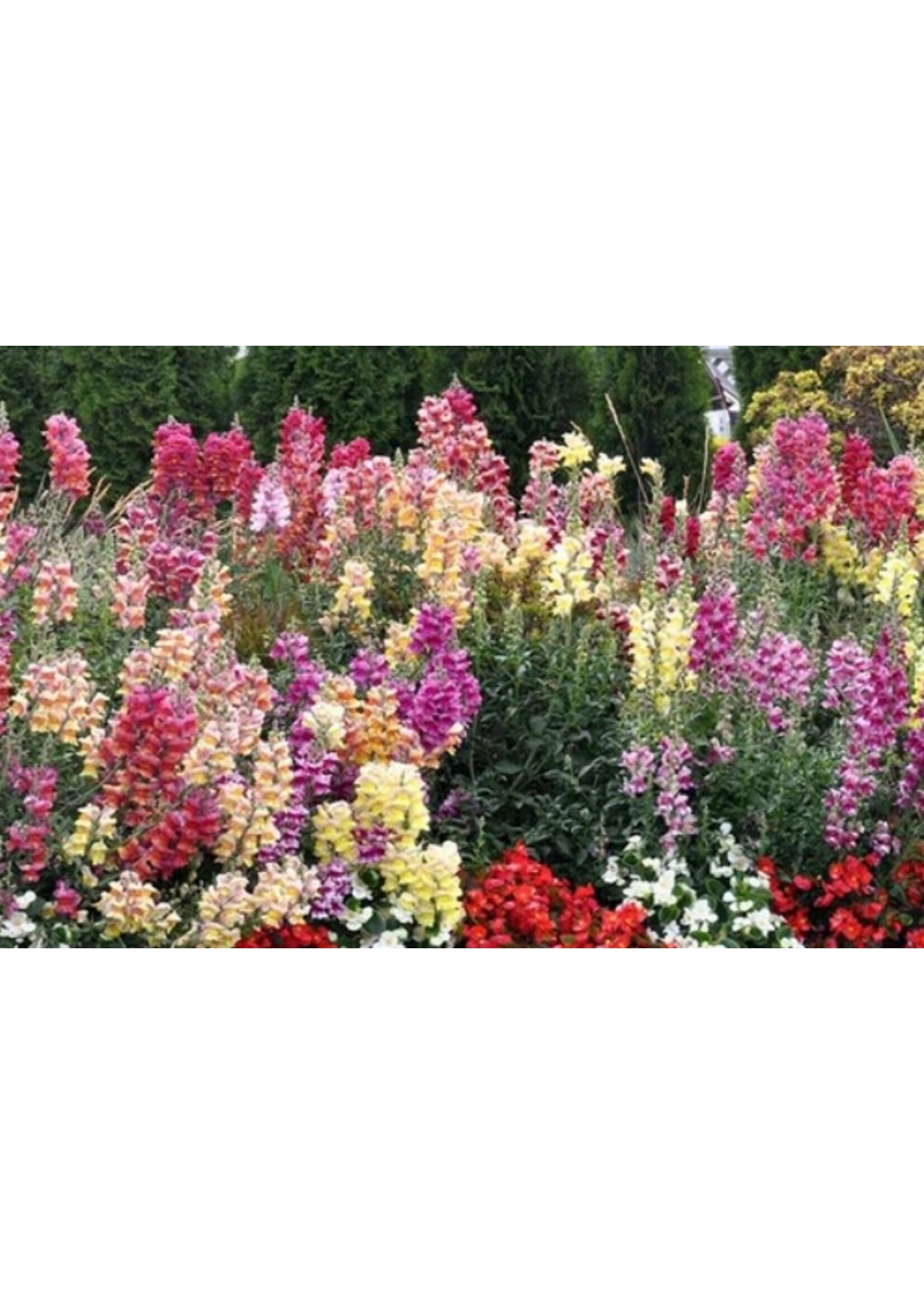 WestCoast Seeds Snapdragon Rainbow Mix