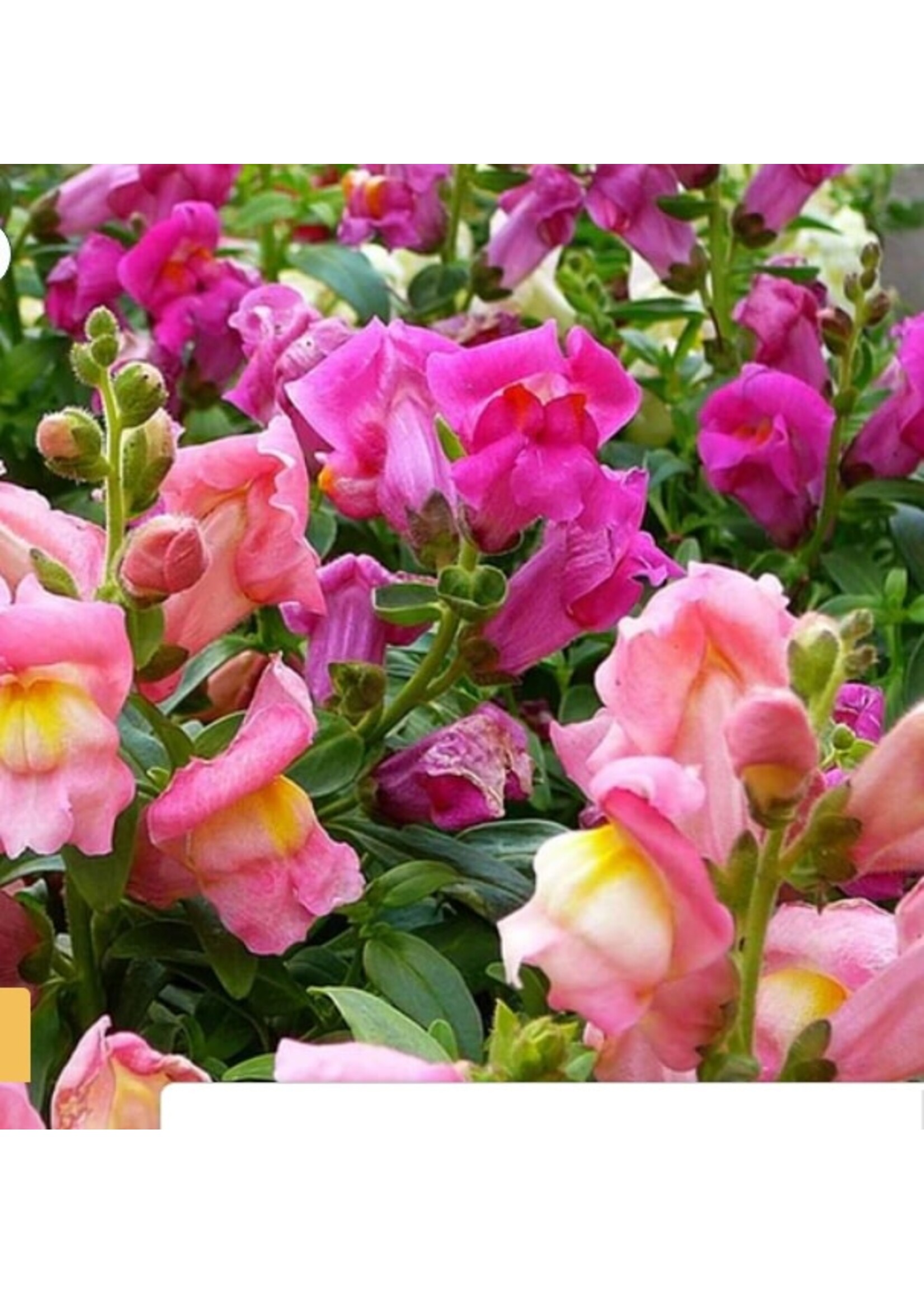 WestCoast Seeds Snapdragon Rainbow Mix