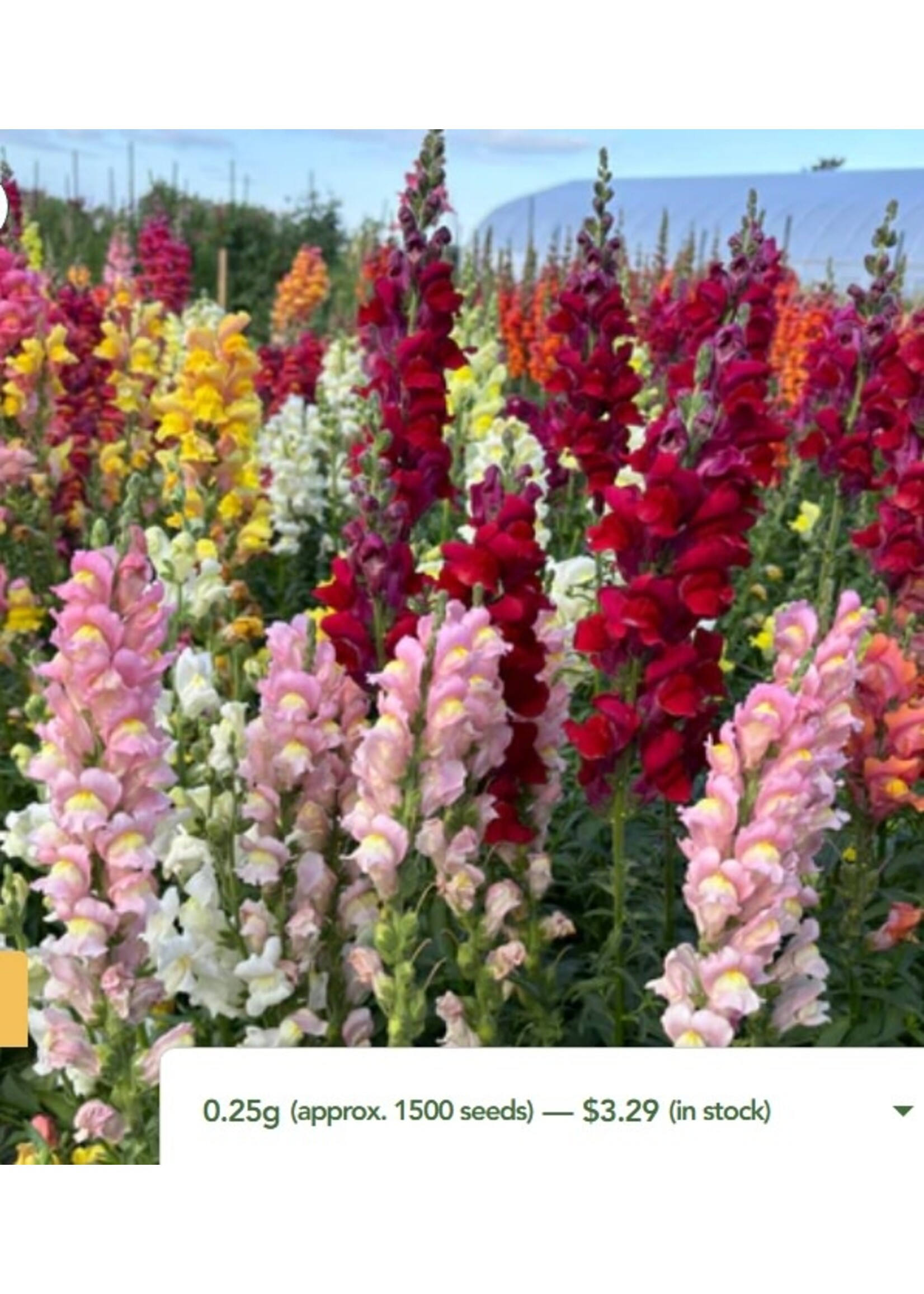 WestCoast Seeds Snapdragon Rainbow Mix