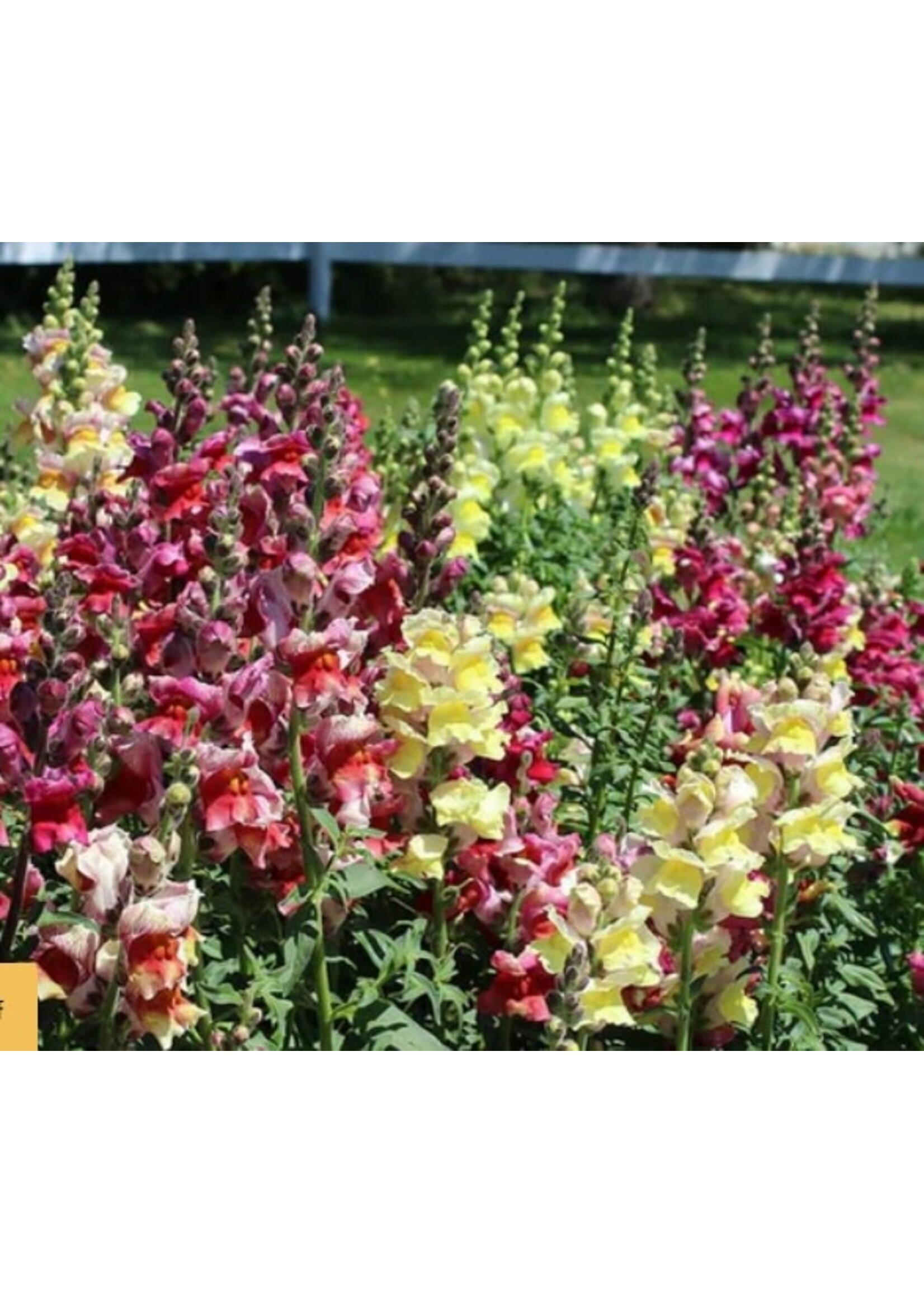WestCoast Seeds Snapdragon Rainbow Mix